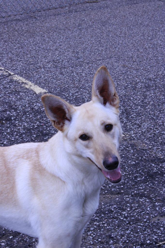 Enlarge Kyla, a Adoptable mixed breed in Dyersburg, TN image 2/2