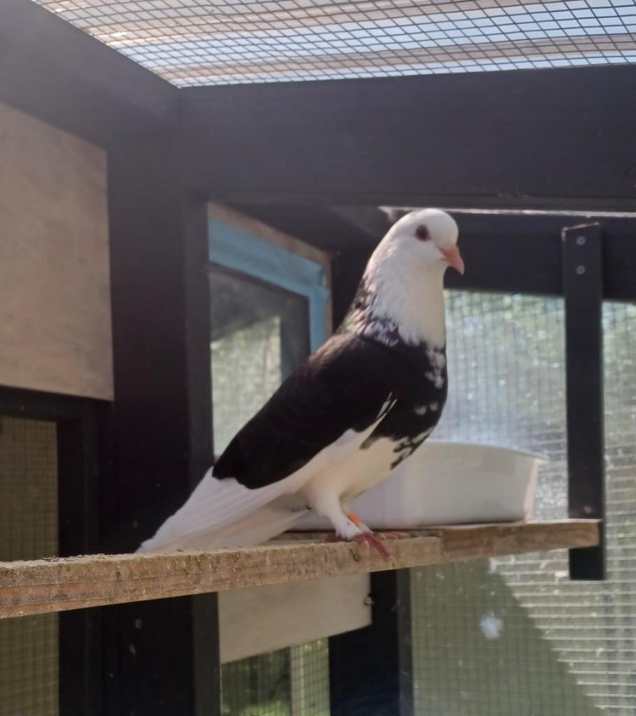 Spock, Adoptable, Young Female Pigeon.