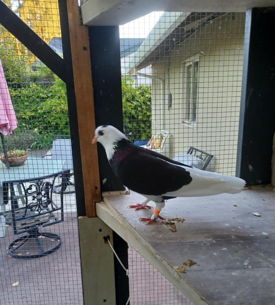 Spock, a Adoptable Pigeon in San Francisco, CA image 2/2