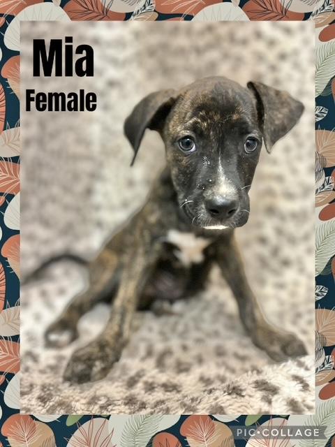 Mia