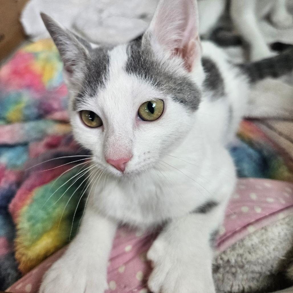 Opal, Adoptable, Kitten Female Domestic Short Hair.