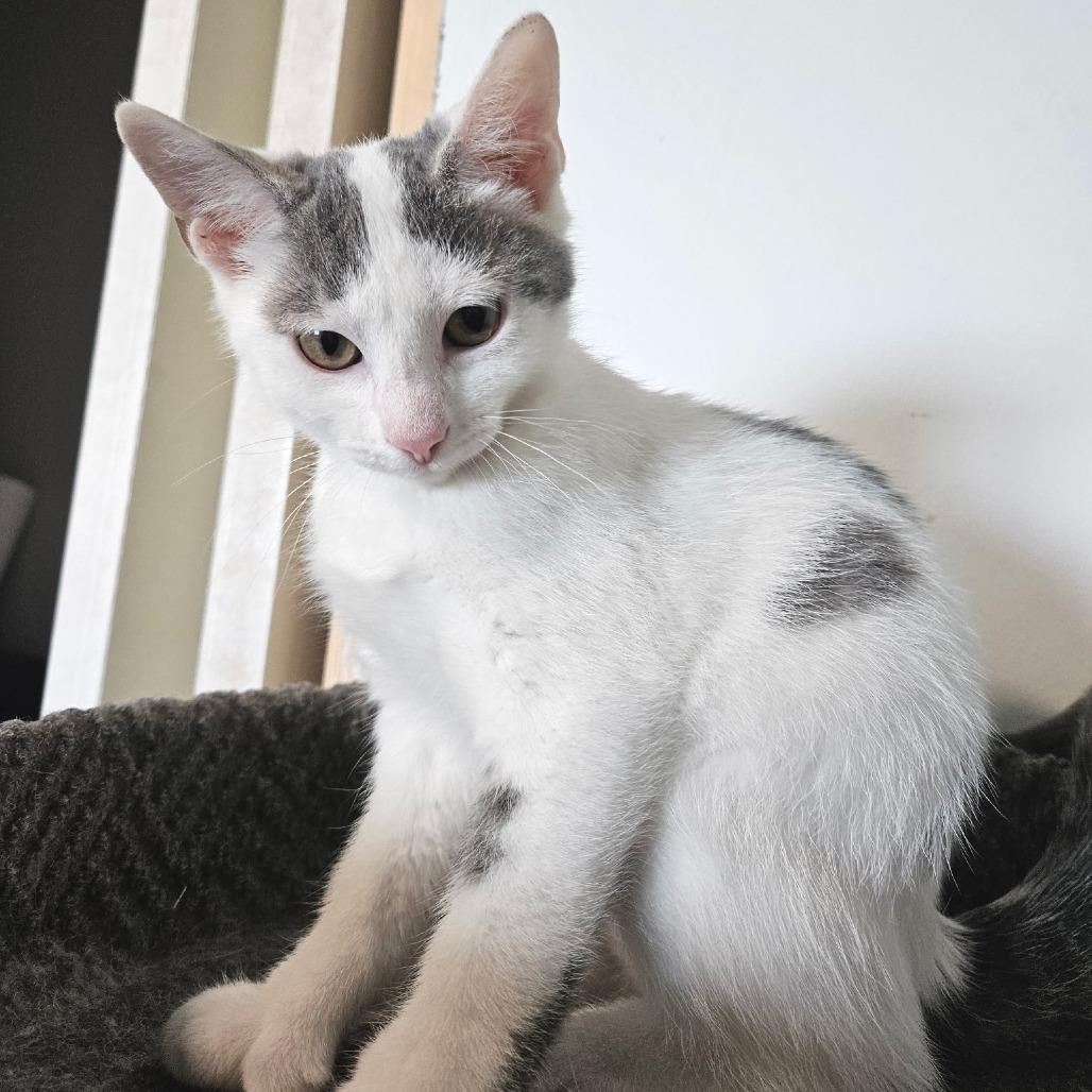 Enlarge Opal, a Adoptable Domestic Short Hair in Traverse City, MI image 2/2