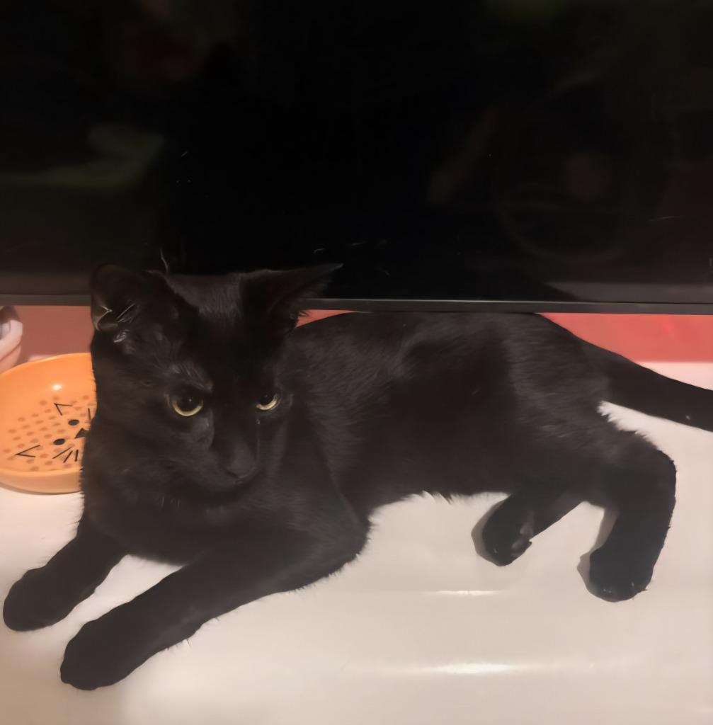 Enlarge 26A - Wednesday, a Adoptable mixed breed in Windsor, CT image 1/1