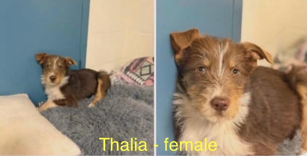 Thalia, Adoptable, Puppy Female Aussiedoodle.