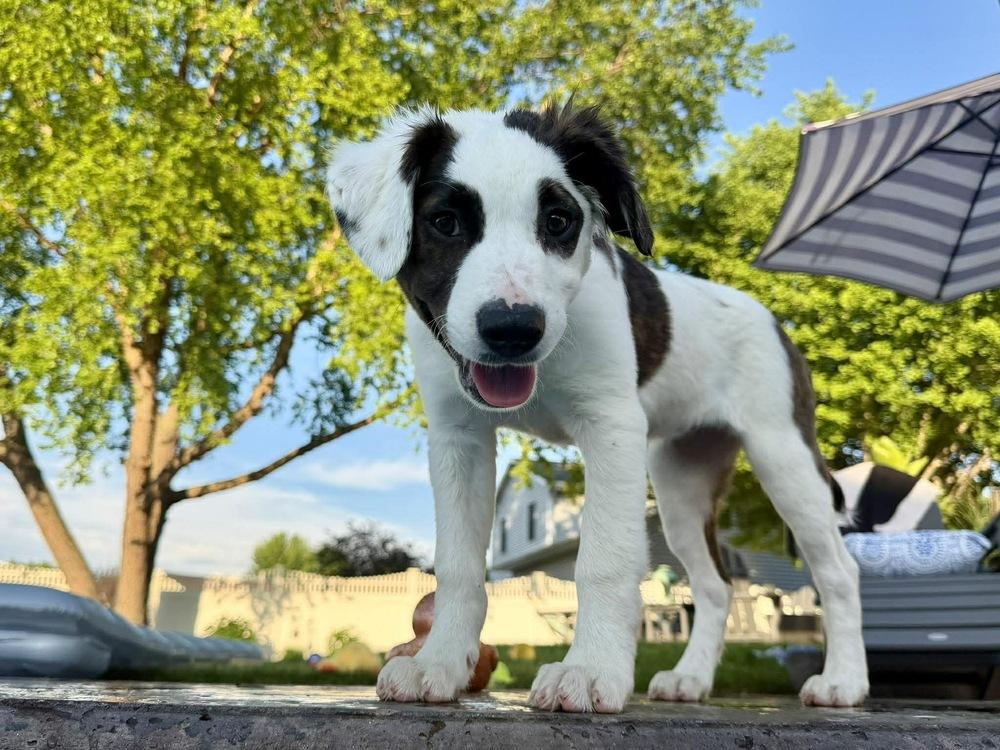 Pistachio, Adoptable, Puppy Female American Staffordshire Terrier.