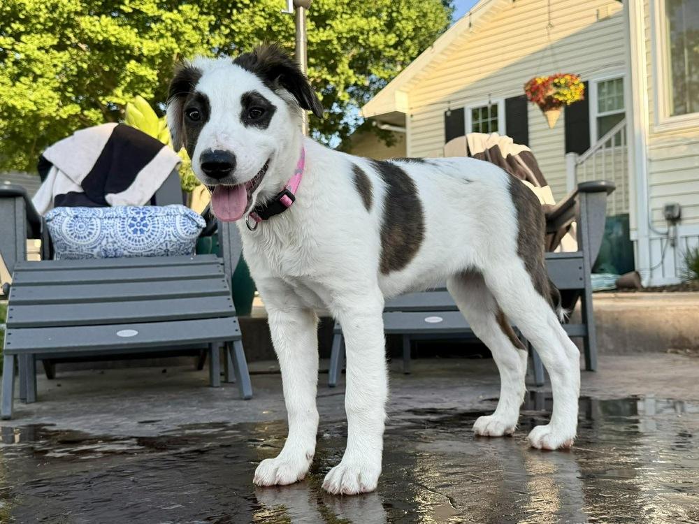 Pistachio, a Adoptable mixed breed in Rockland, WI image 3/6