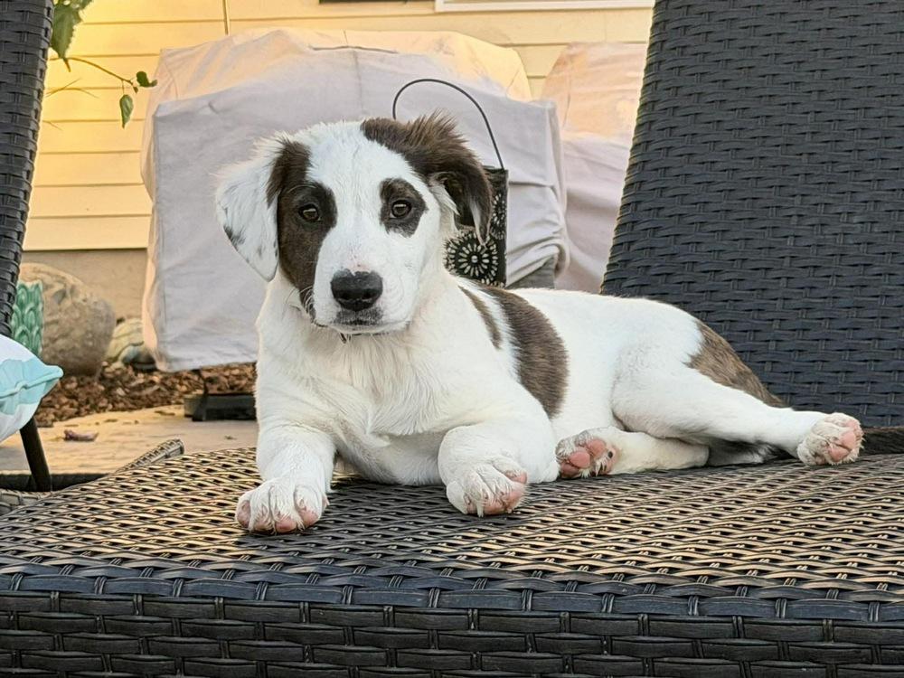 Pistachio, a Adoptable mixed breed in Rockland, WI image 4/6