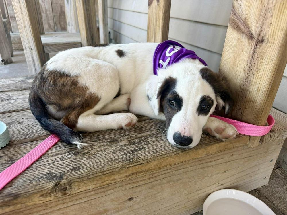 Pistachio, a Adoptable mixed breed in Rockland, WI image 5/6