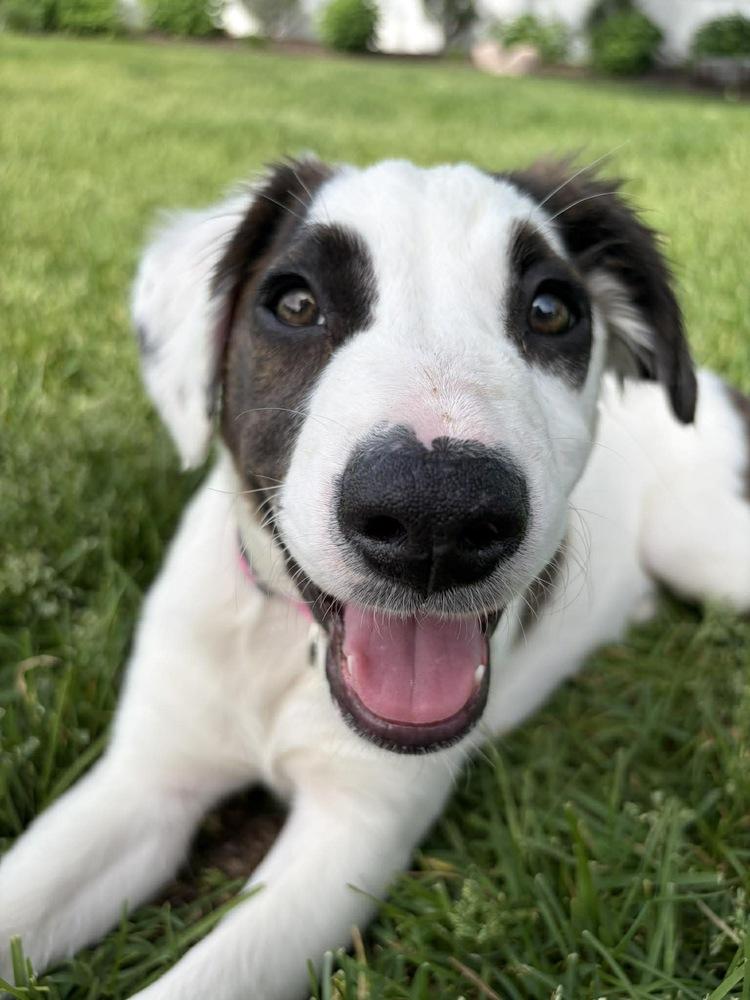 Pistachio, a Adoptable mixed breed in Rockland, WI image 6/6