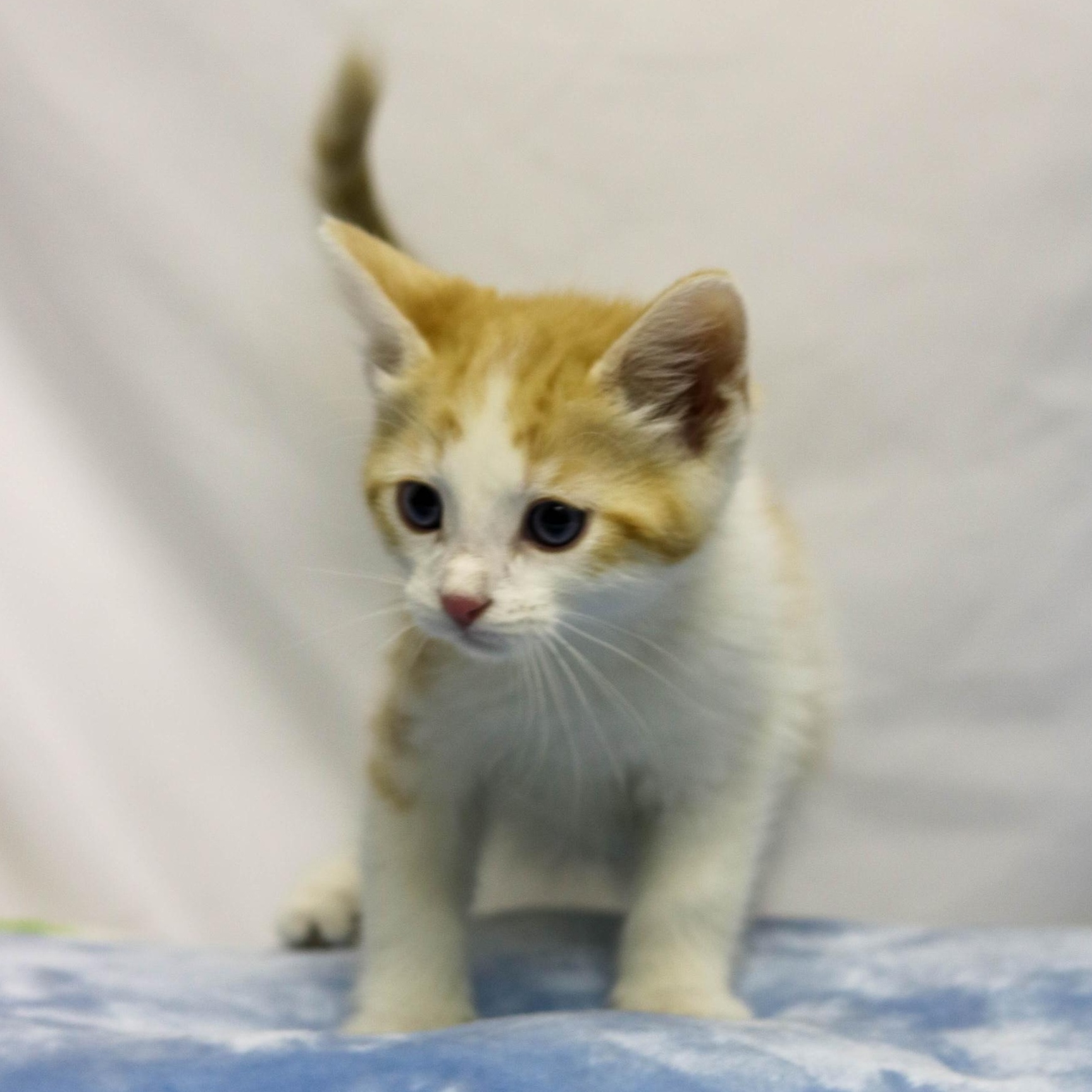 Cookie Dough, ADOPTABLE, Kitten Male Domestic Short Hair.