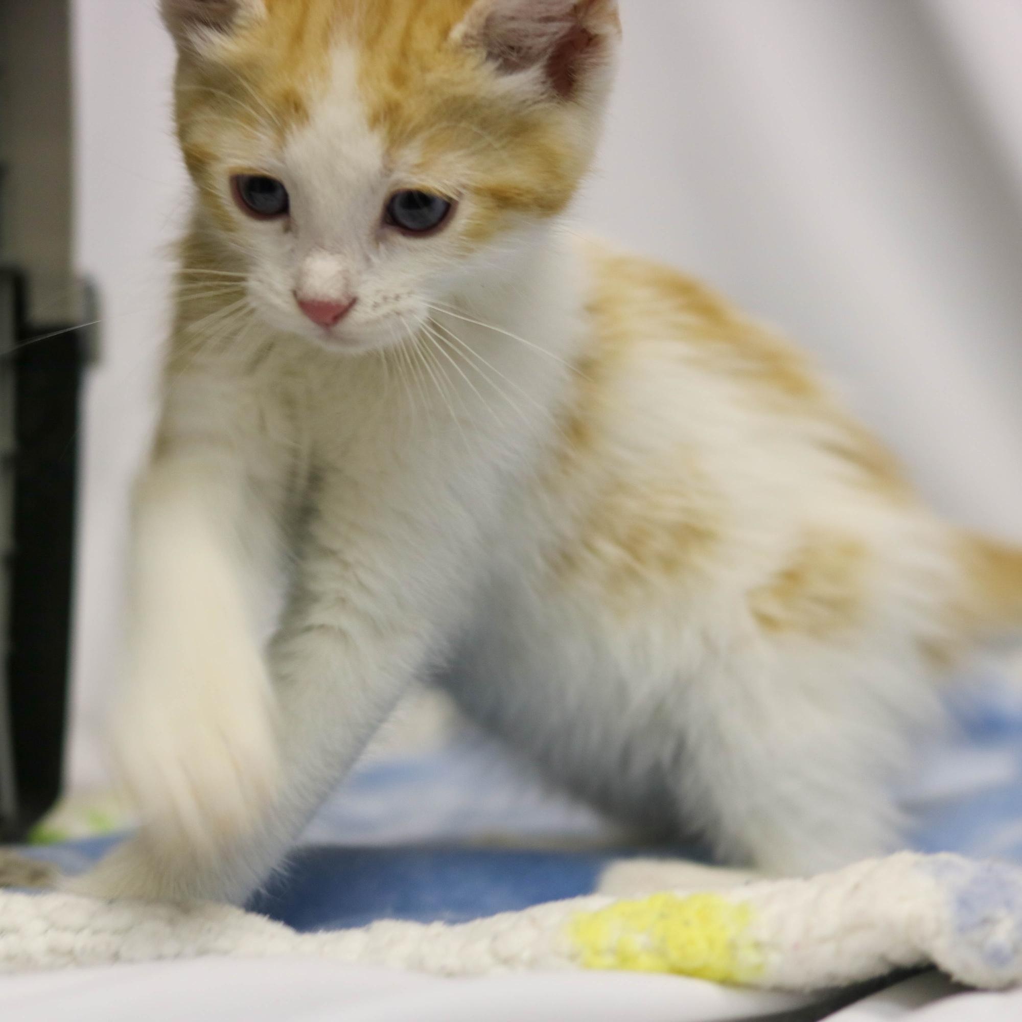 Cookie Dough, a ADOPTABLE Domestic Short Hair in Denver, CO image 3/3