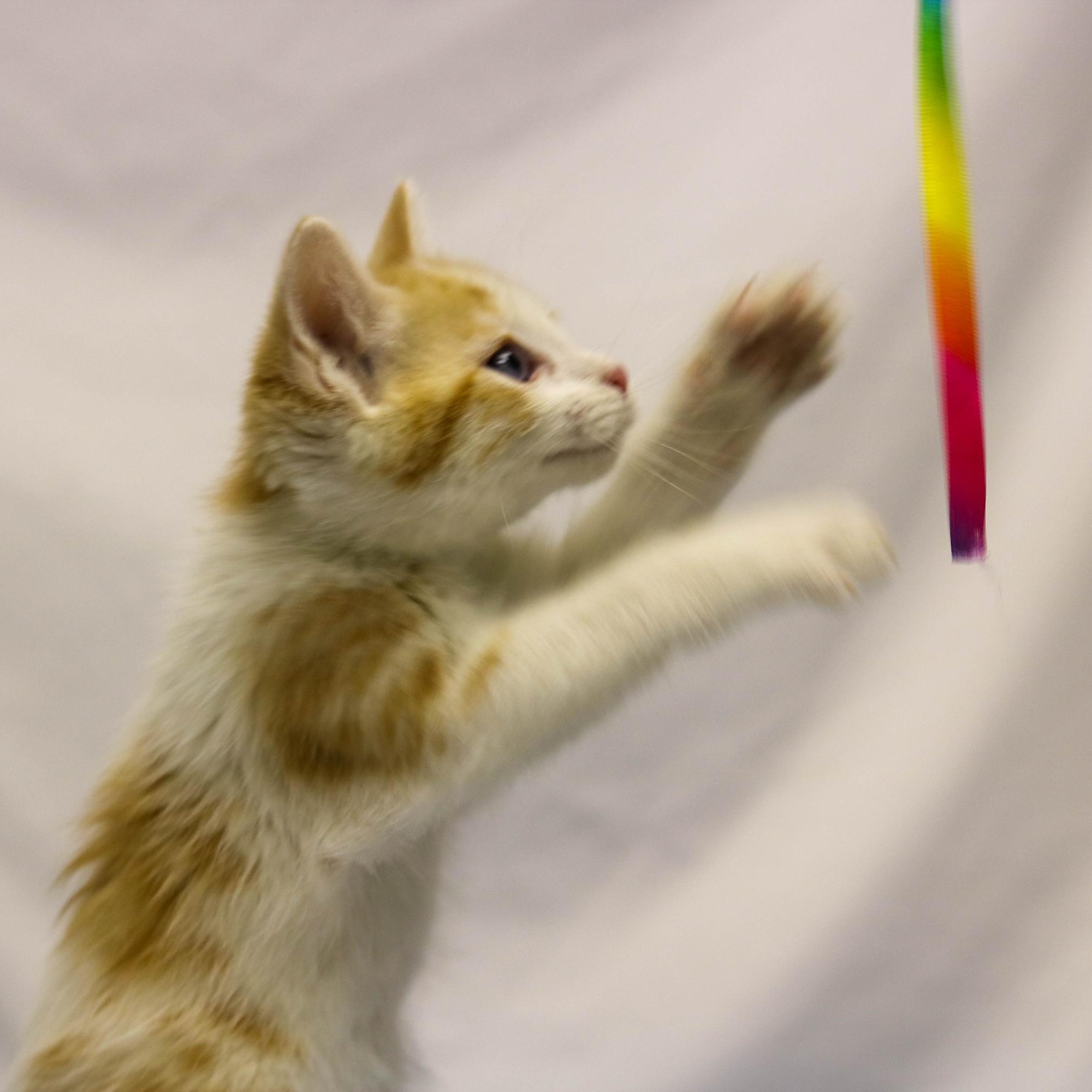 Cookie Dough, a ADOPTABLE Domestic Short Hair in Denver, CO image 2/3