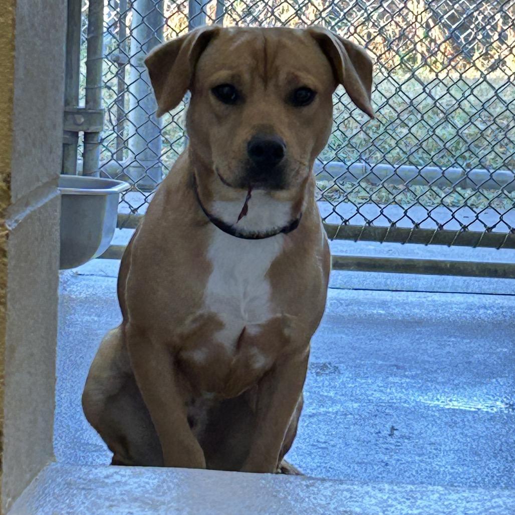 Billy, Adoptable, Adult Male Mountain Cur.