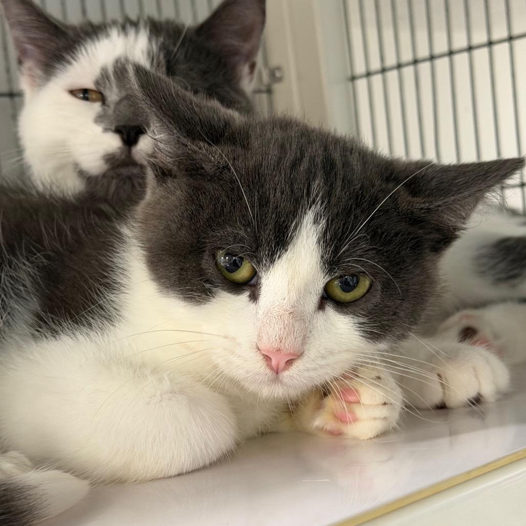 Gatsby, Adoptable, Kitten Male Domestic Short Hair.