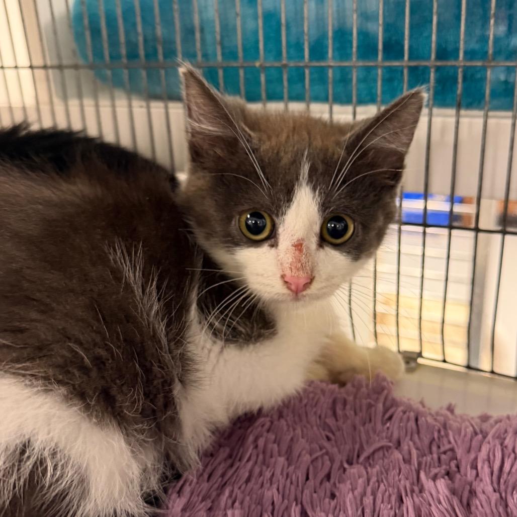 Enlarge Gatsby, a Adoptable Domestic Short Hair in Hampton Bays, NY image 2/2