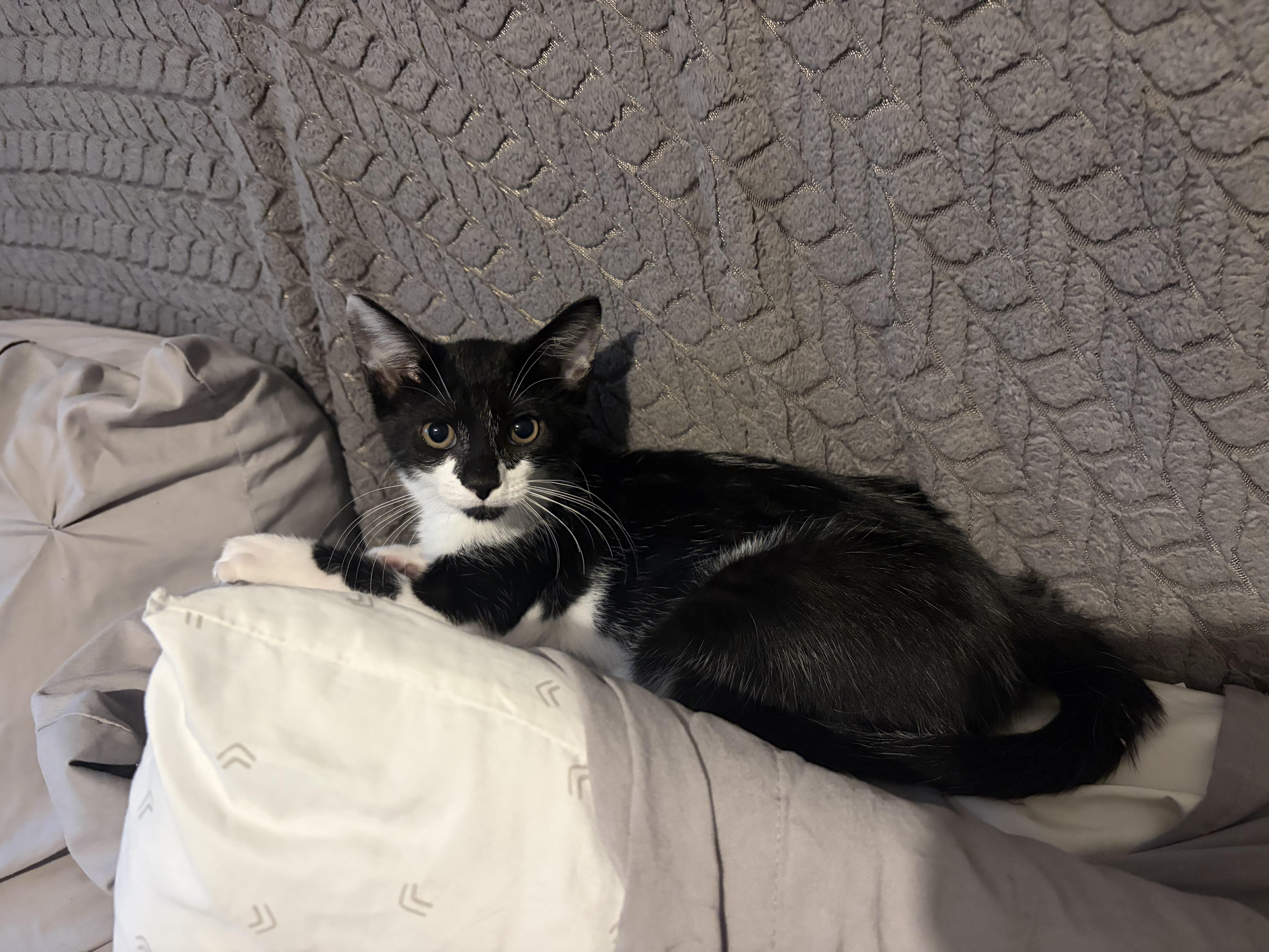 Enlarge Penelope, a Adopted Domestic Short Hair in Staten Island, NY image 3/6