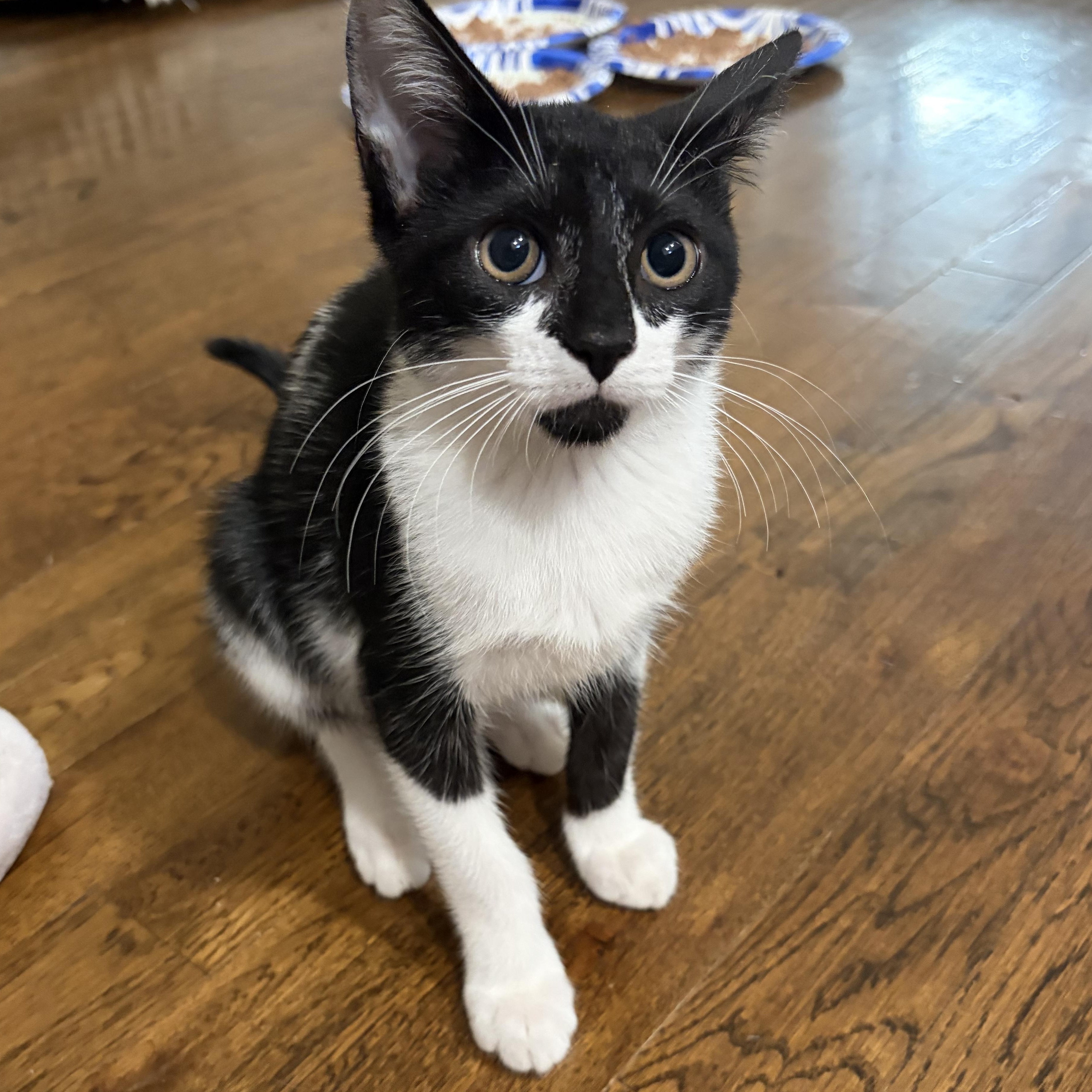 Enlarge Penelope, a Adopted Domestic Short Hair in Staten Island, NY image 2/6