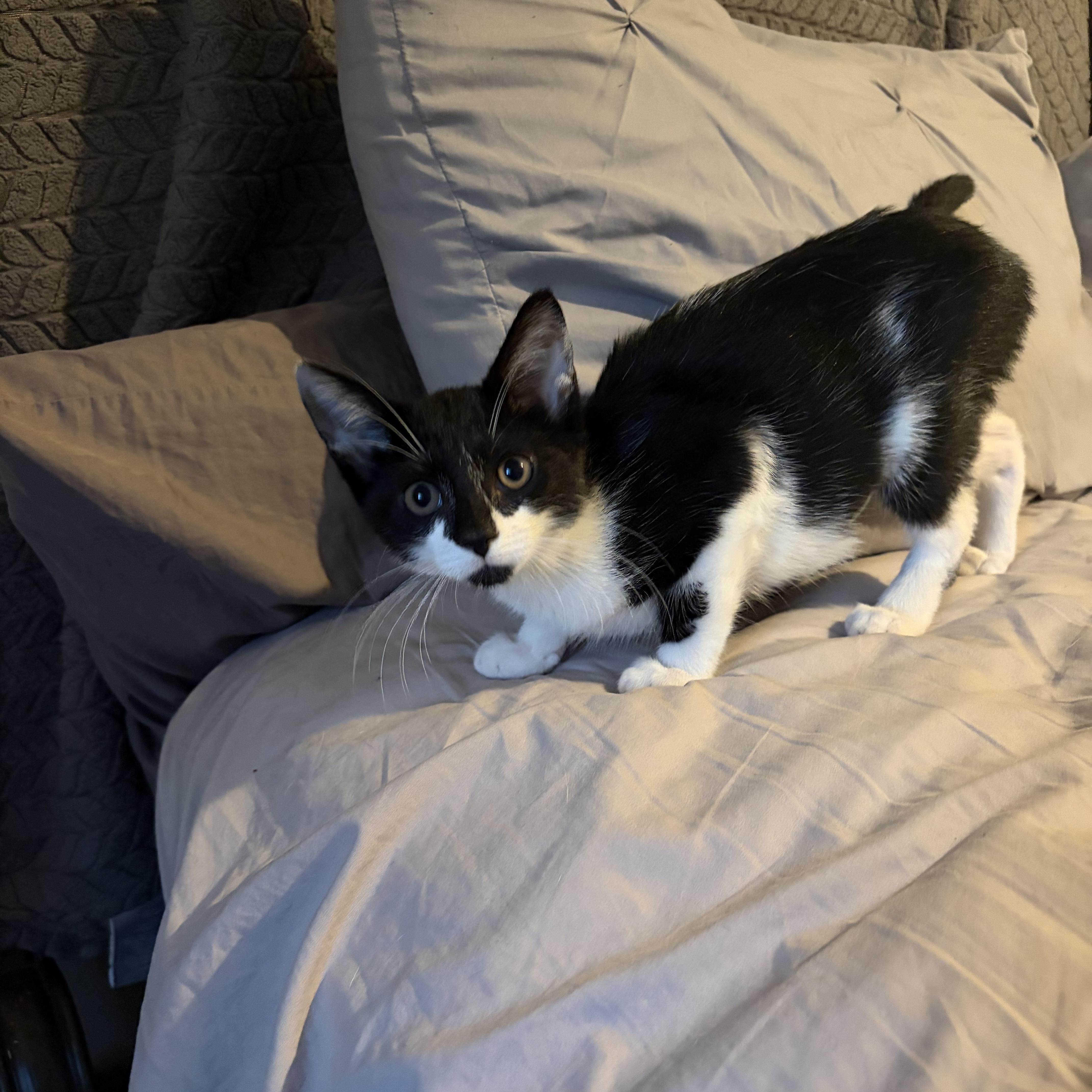 Enlarge Penelope, a Adopted Domestic Short Hair in Staten Island, NY image 4/6