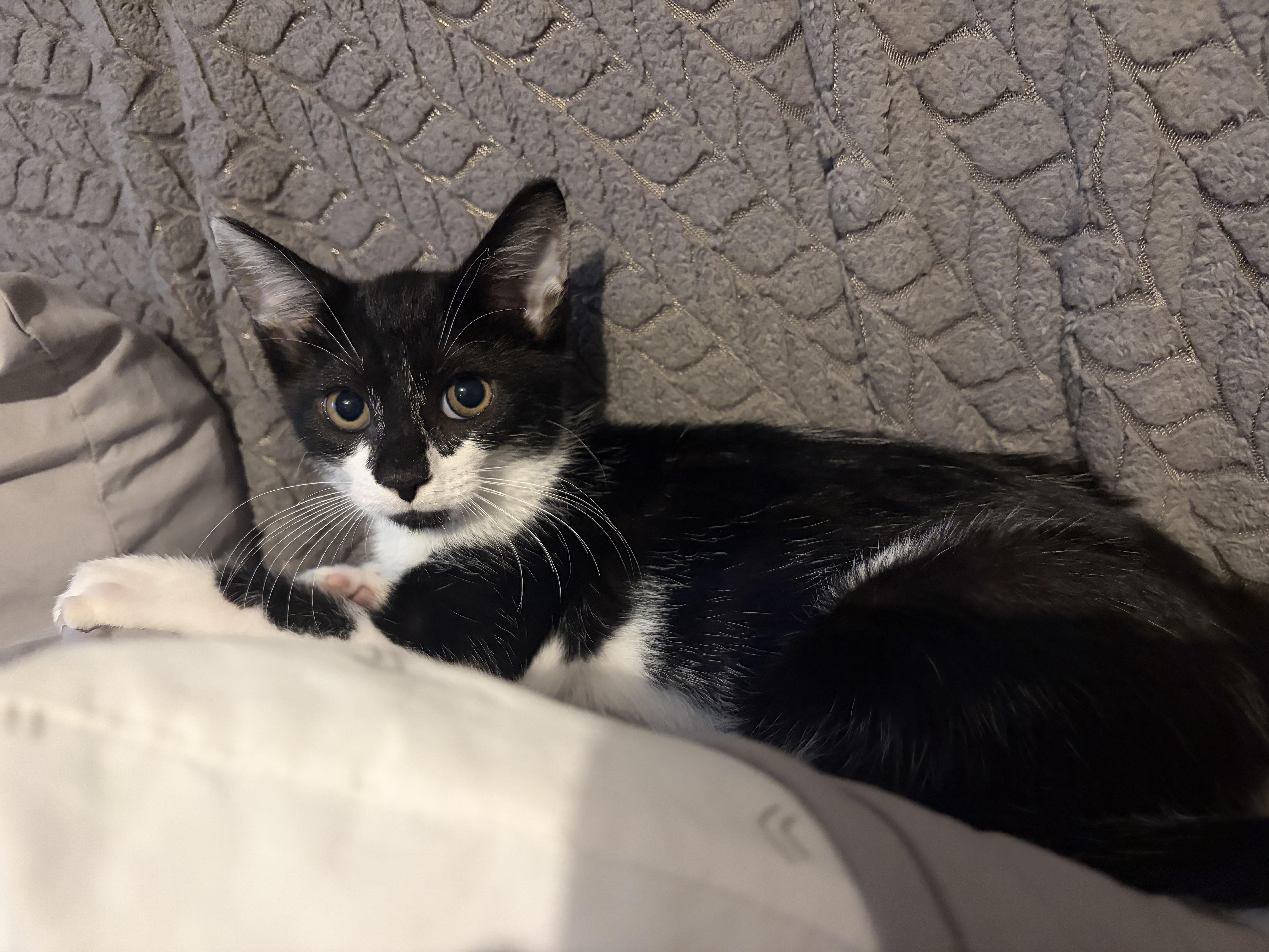 Enlarge Penelope, a Adopted Domestic Short Hair in Staten Island, NY image 6/6