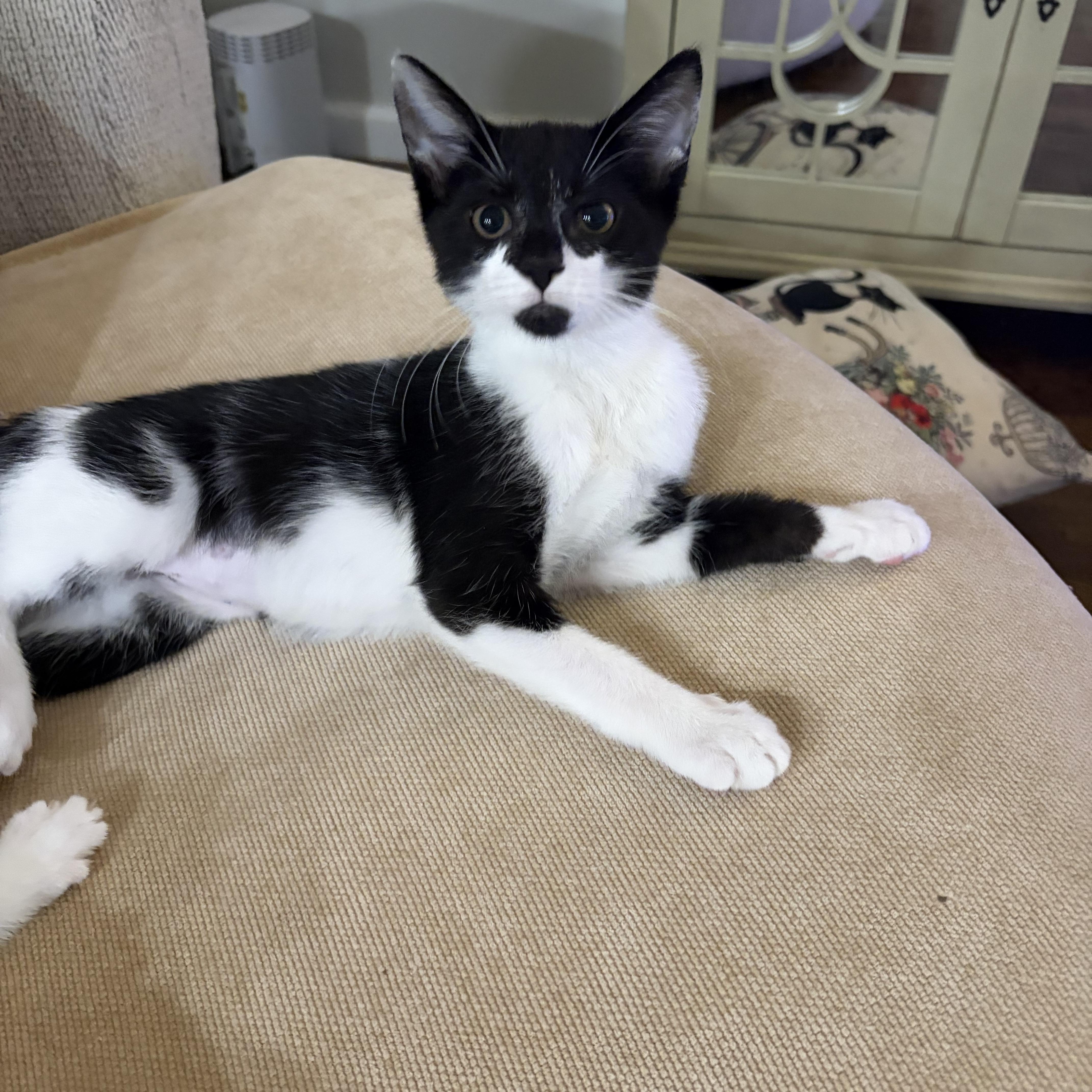Enlarge Penelope, a Adopted Domestic Short Hair in Staten Island, NY image 5/6