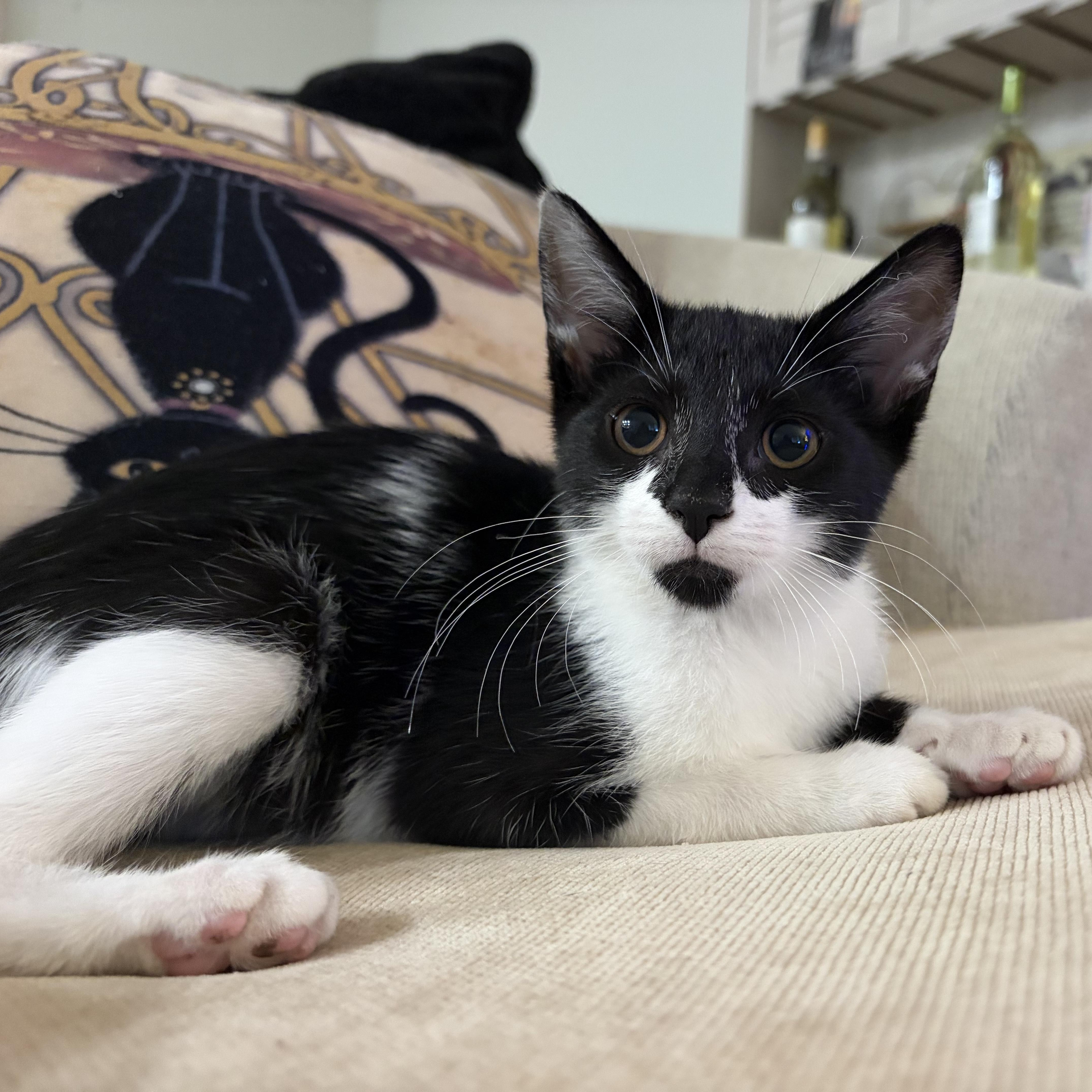 Penelope, Adopted, Kitten Female Domestic Short Hair.