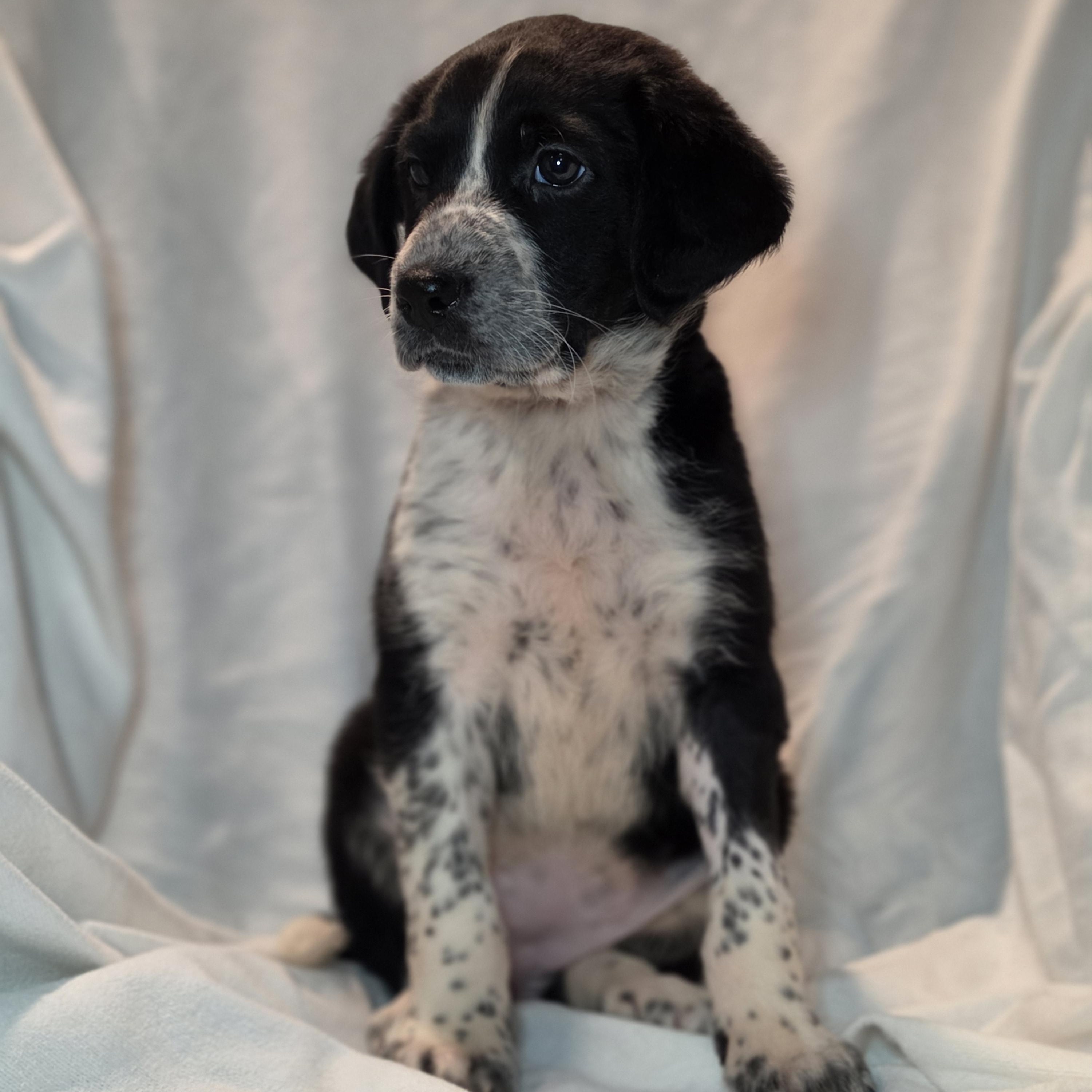 Enlarge Sloane, a Adoptable mixed breed in Blairstown, NJ image 5/6