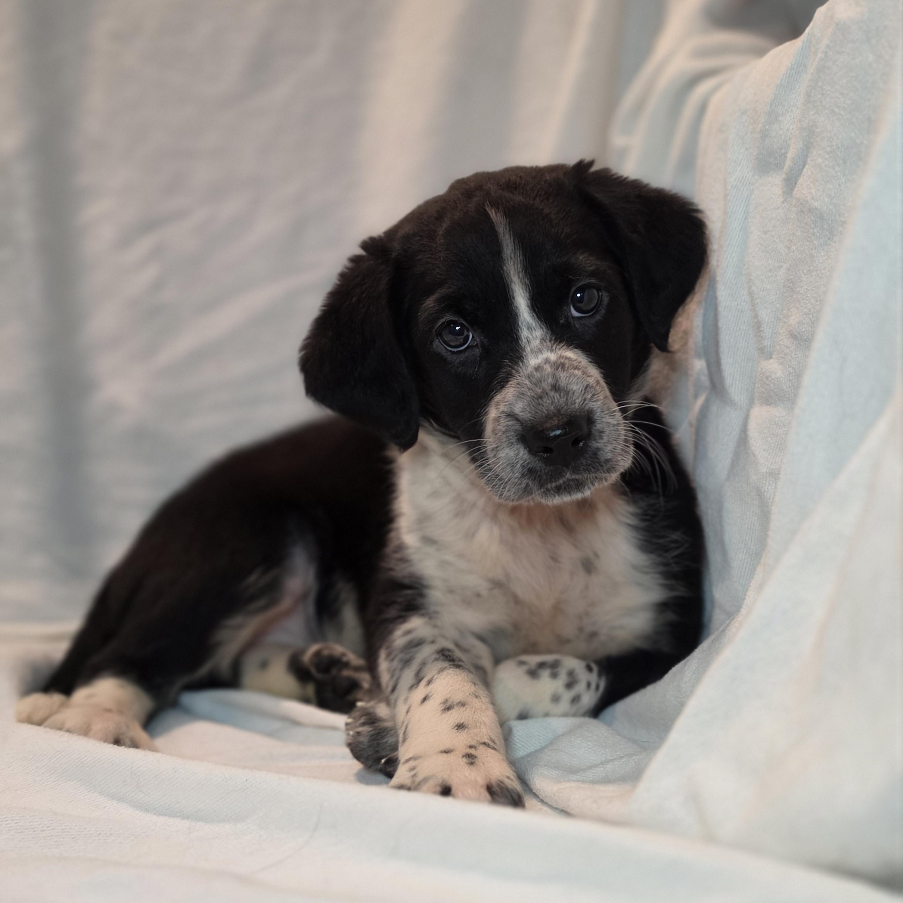 Sloane, Adoptable, Puppy Female Border Collie & Mixed Breed.