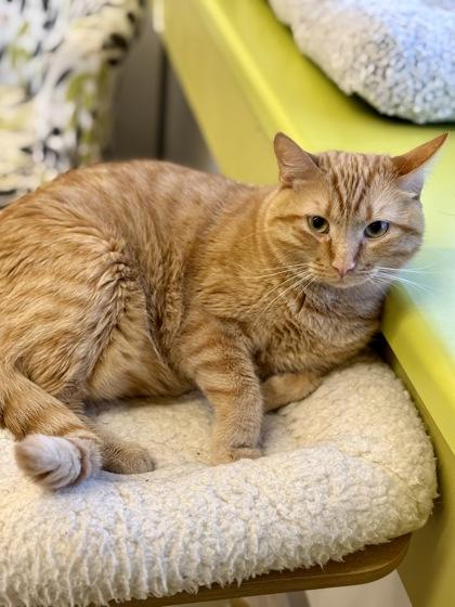 Enlarge Gusteau, an adopted Domestic Short Hair in Downers Grove, IL image 2/2