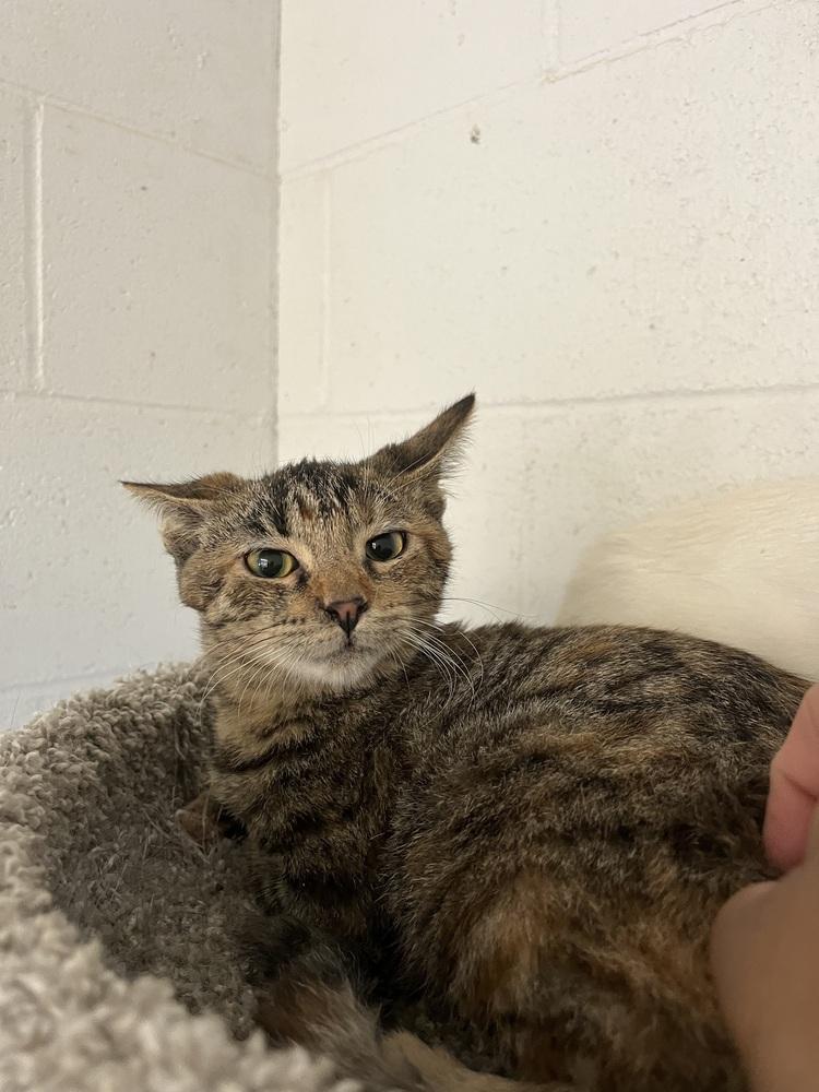Rhonda, Adoptable, Young Female Domestic Short Hair.