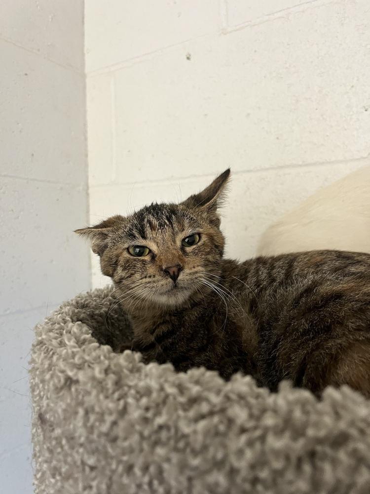 Enlarge Rhonda, a Adoptable Domestic Short Hair in Ontario, CA image 2/2