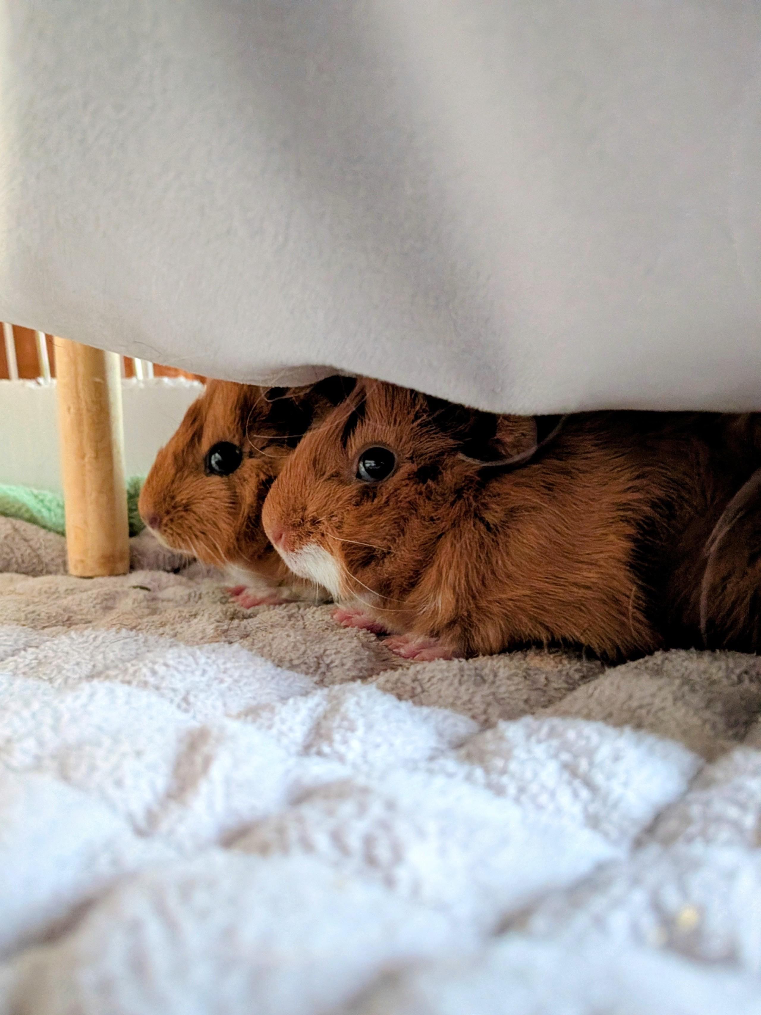 Enlarge Mango and Lychee, a ADOPTABLE Abyssinian in Wellington, CO image 2/3