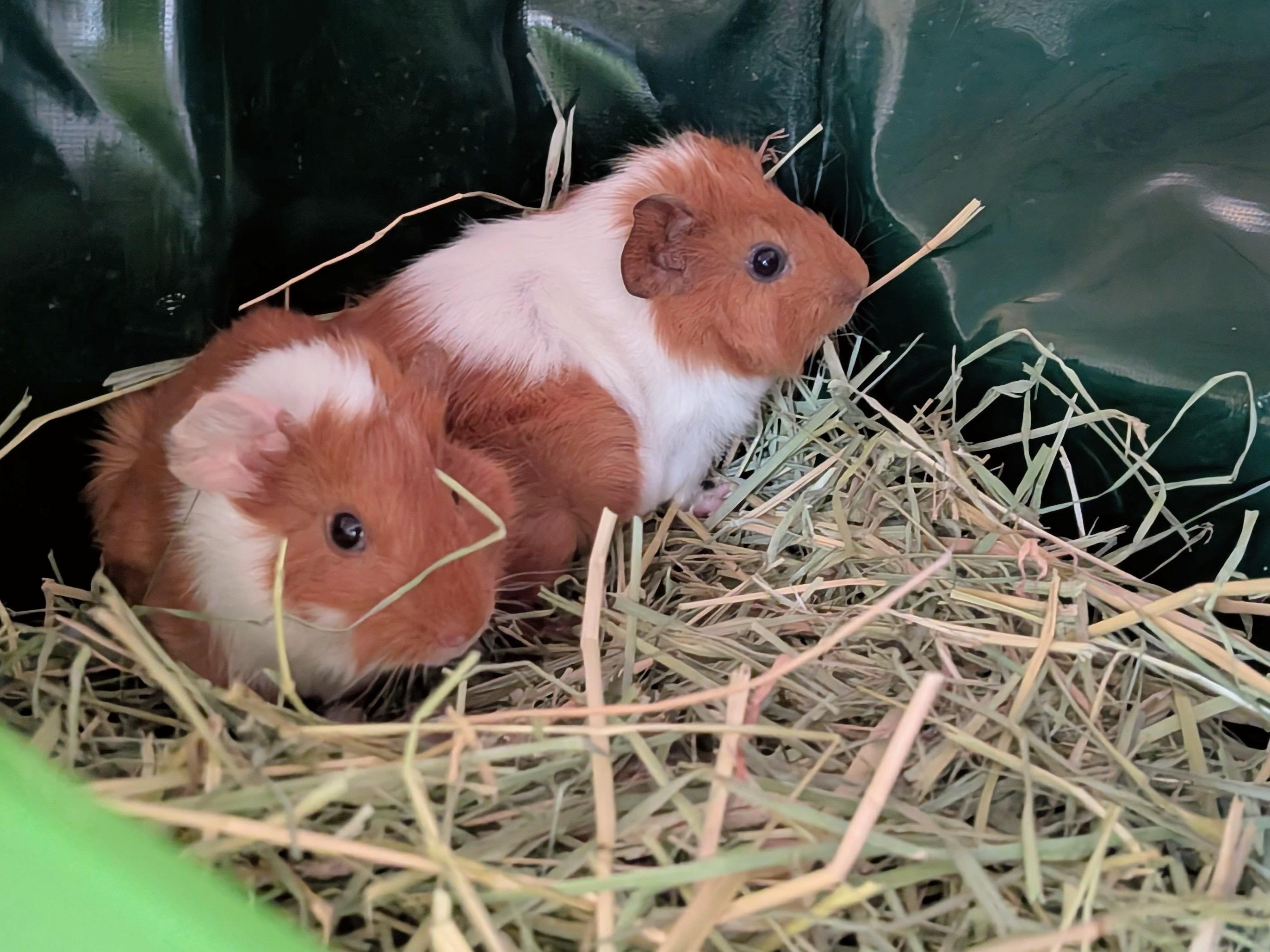 Enlarge Mango and Lychee, a ADOPTABLE Abyssinian in Wellington, CO image 1/3