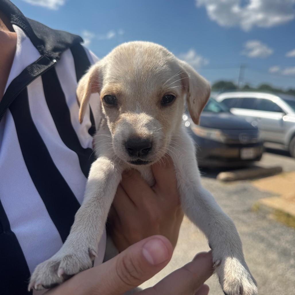 Enlarge Cream male, a Adoptable Mixed Breed in West Plains, MO image 1/1