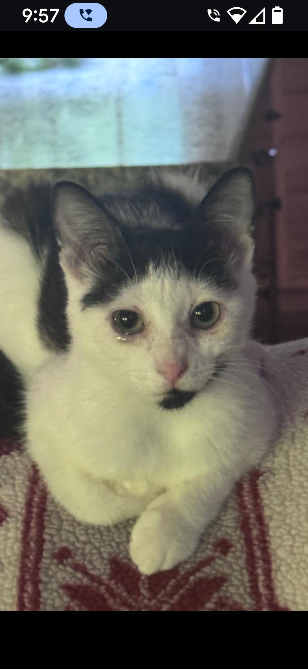 Wren, an adoptable Domestic Short Hair in Medford, WI, 54451 | Photo Image 2