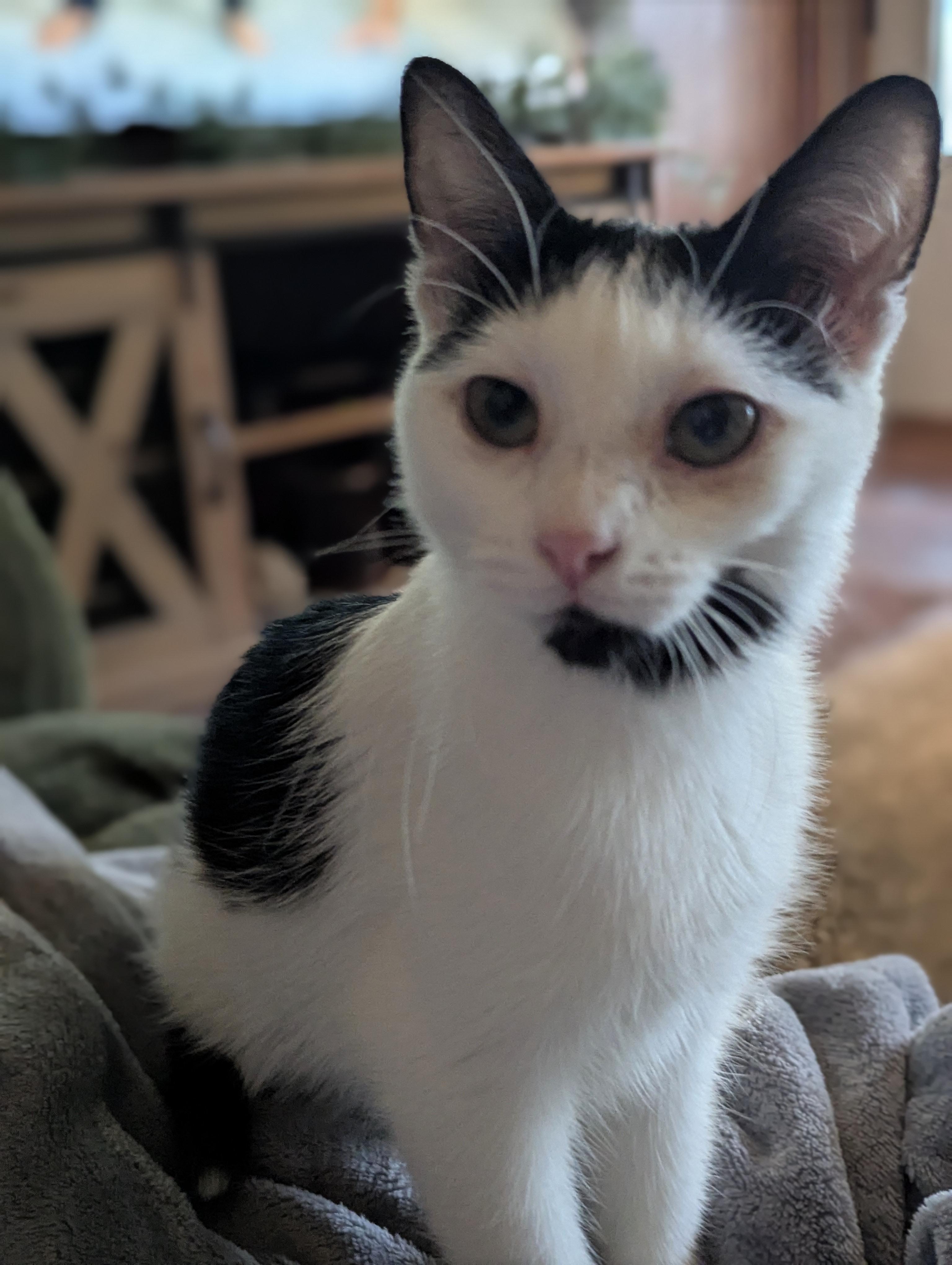 Wren, an adoptable Domestic Short Hair in Medford, WI, 54451 | Photo Image 1