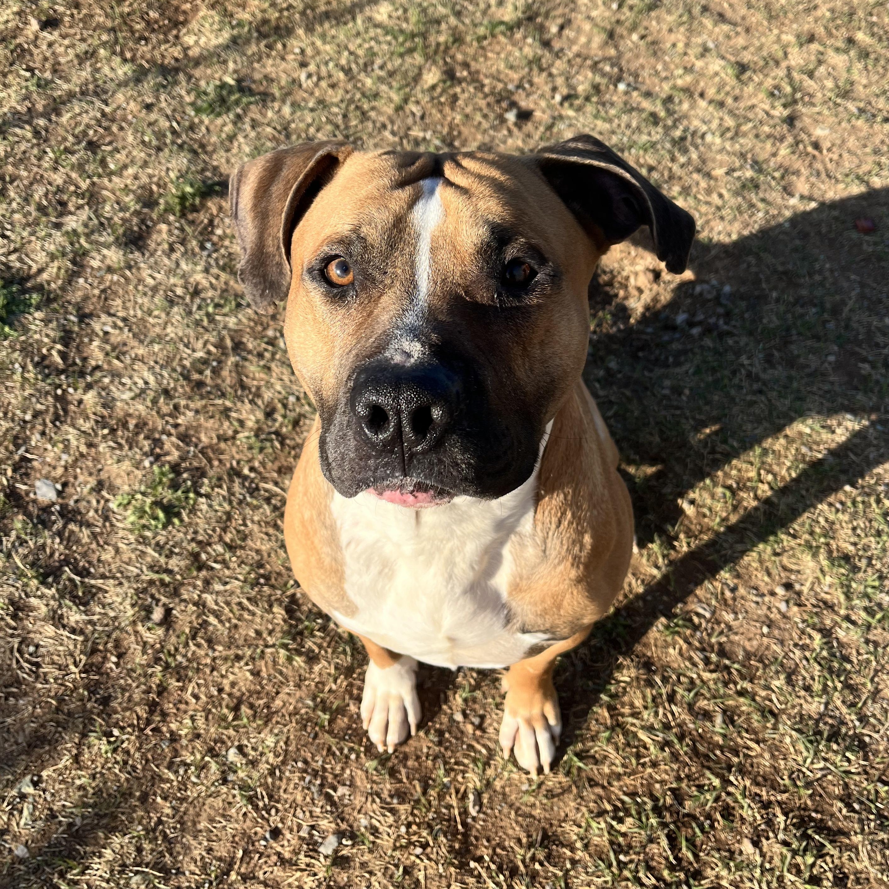 Enlarge Goro, a Adopted mixed breed in Geronimo, OK image 4/5