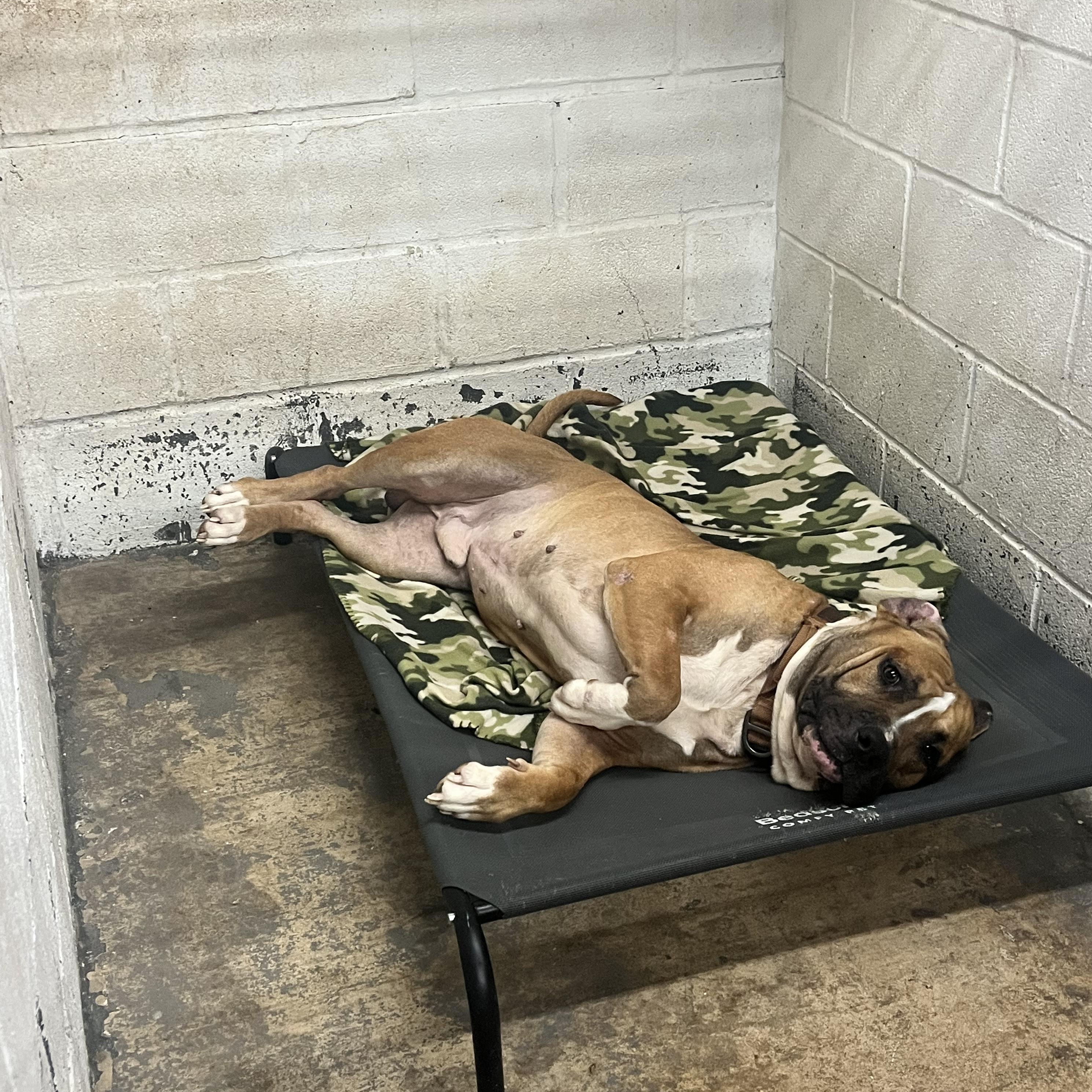 Enlarge Goro, a Adopted mixed breed in Geronimo, OK image 3/5