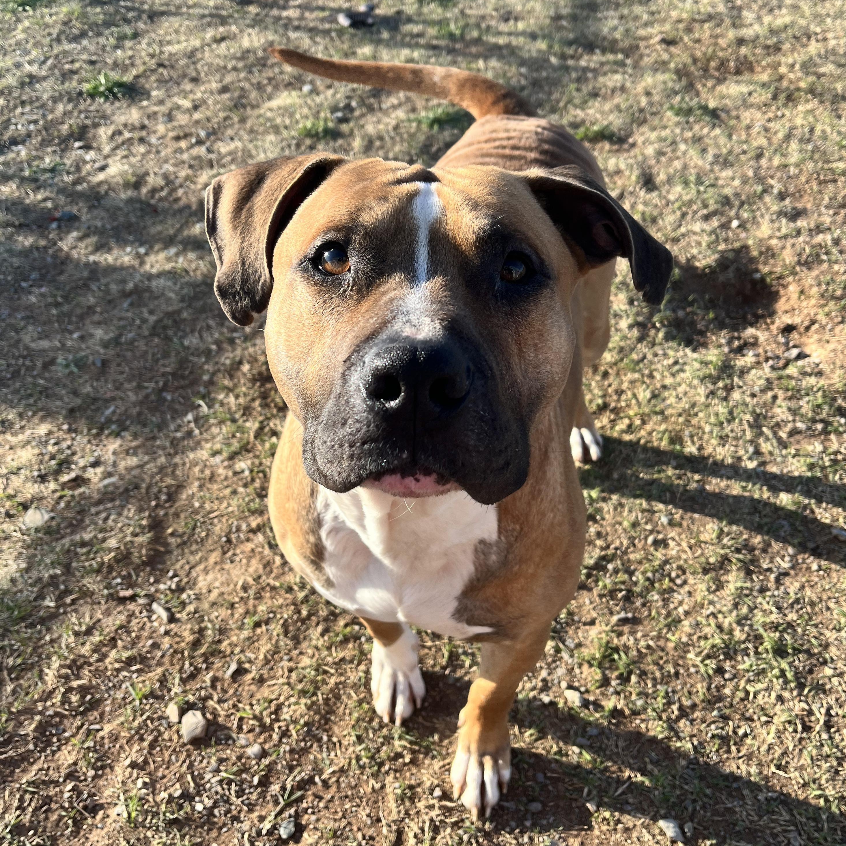 Goro, Adopted, Young Male Pit Bull Terrier.