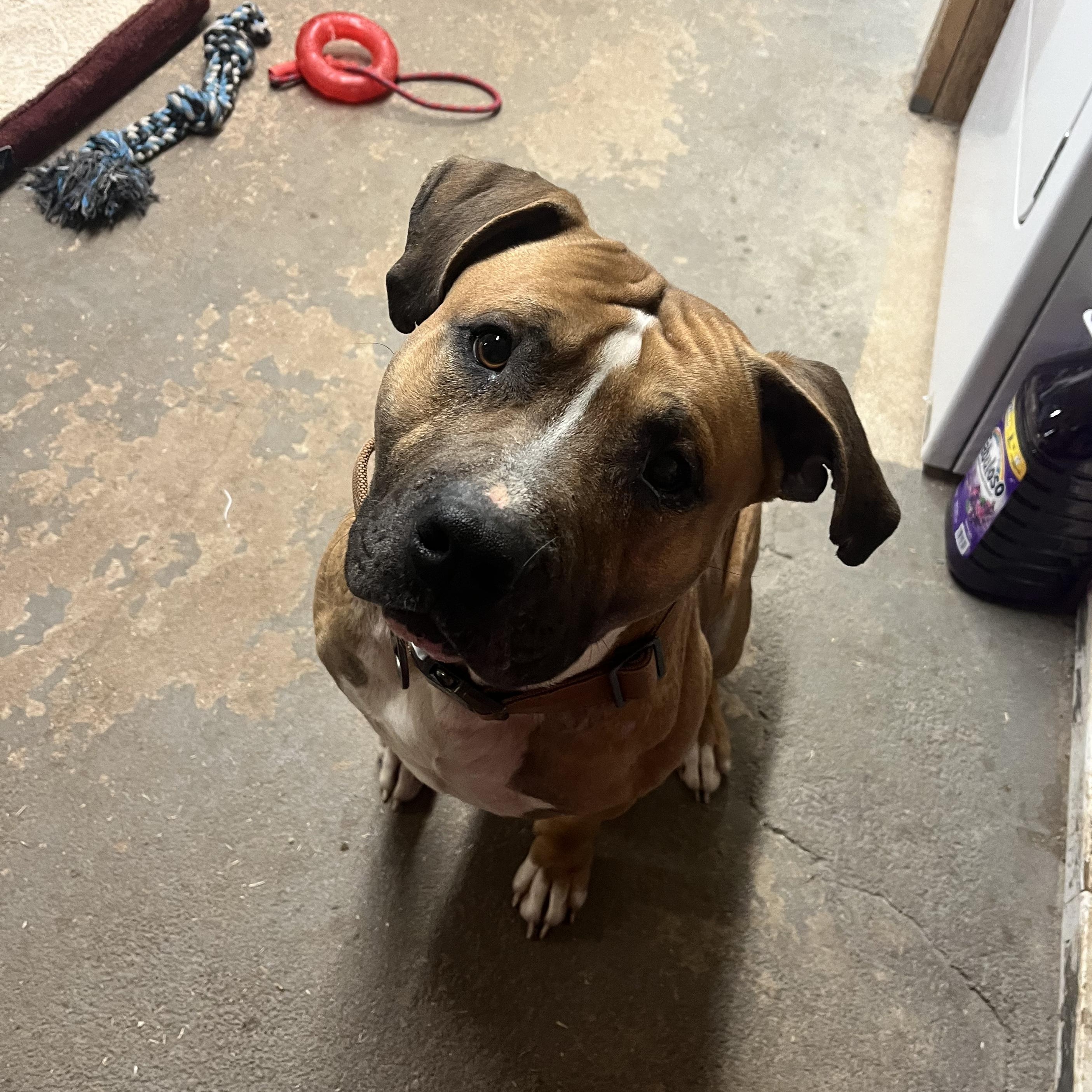 Enlarge Goro, a Adopted mixed breed in Geronimo, OK image 2/5