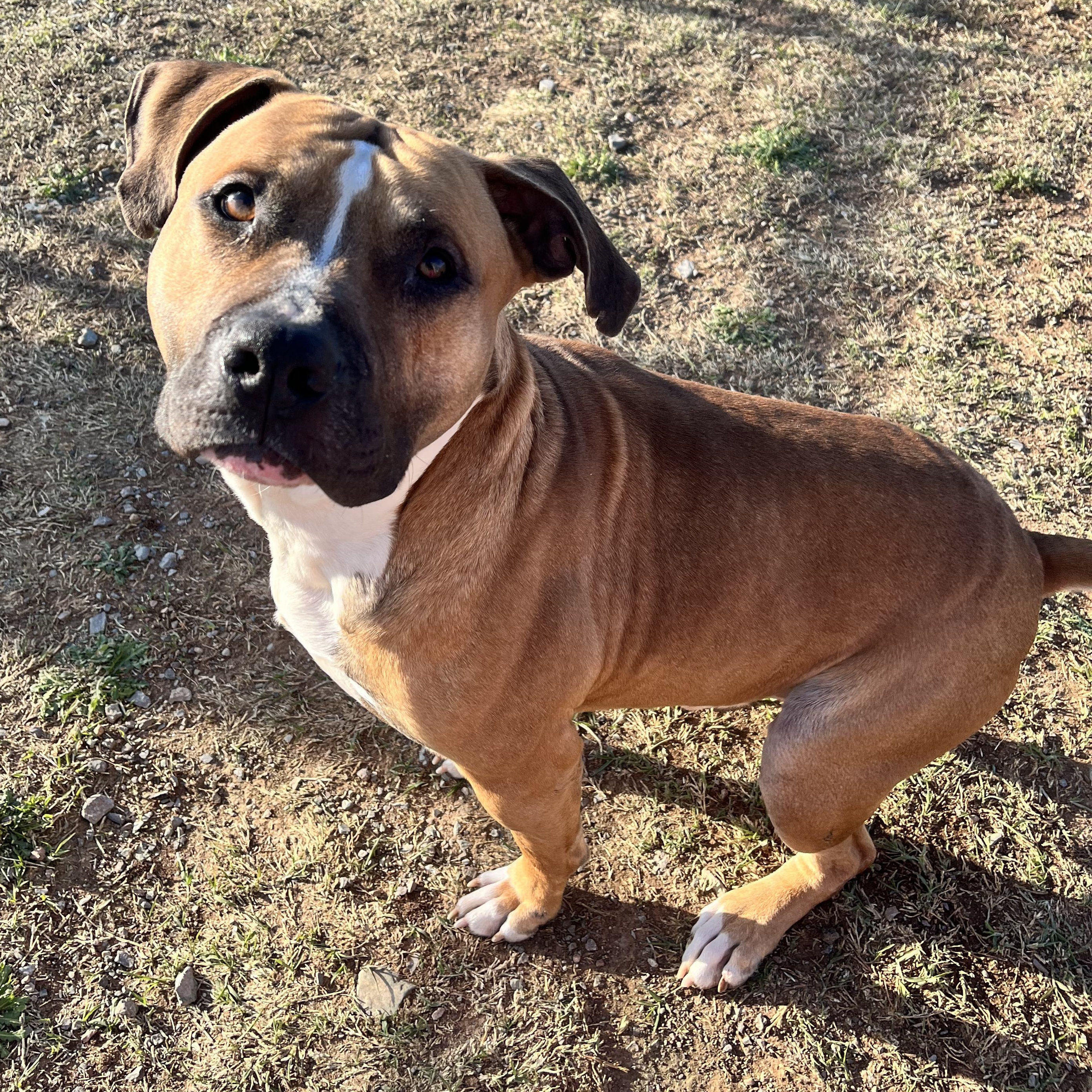 Enlarge Goro, a Adopted mixed breed in Geronimo, OK image 5/5