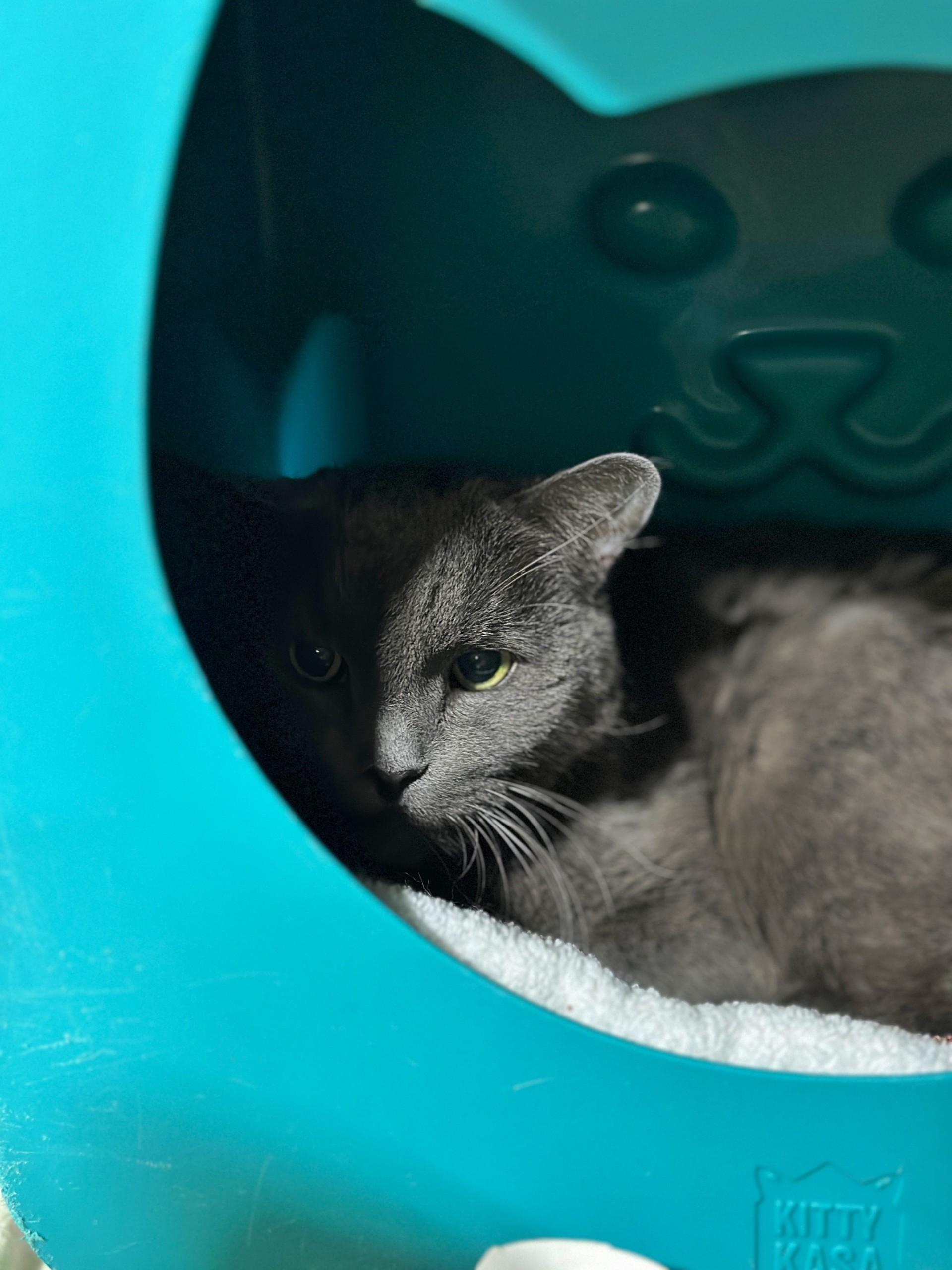 Fiona, ADOPTABLE, Senior Female Domestic Short Hair.