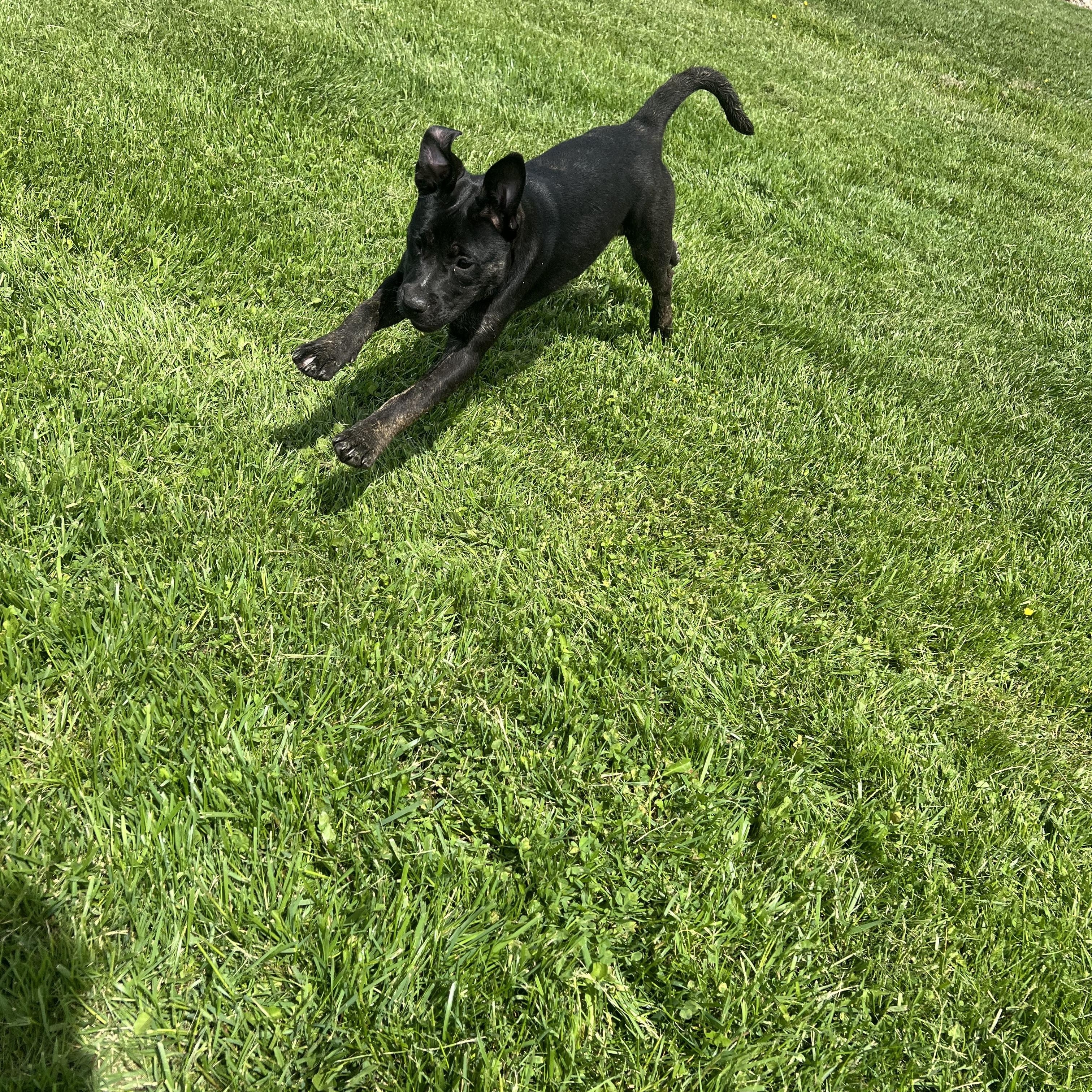 Deloris, a Adoptable mixed breed in Brazil, IN image 1/5