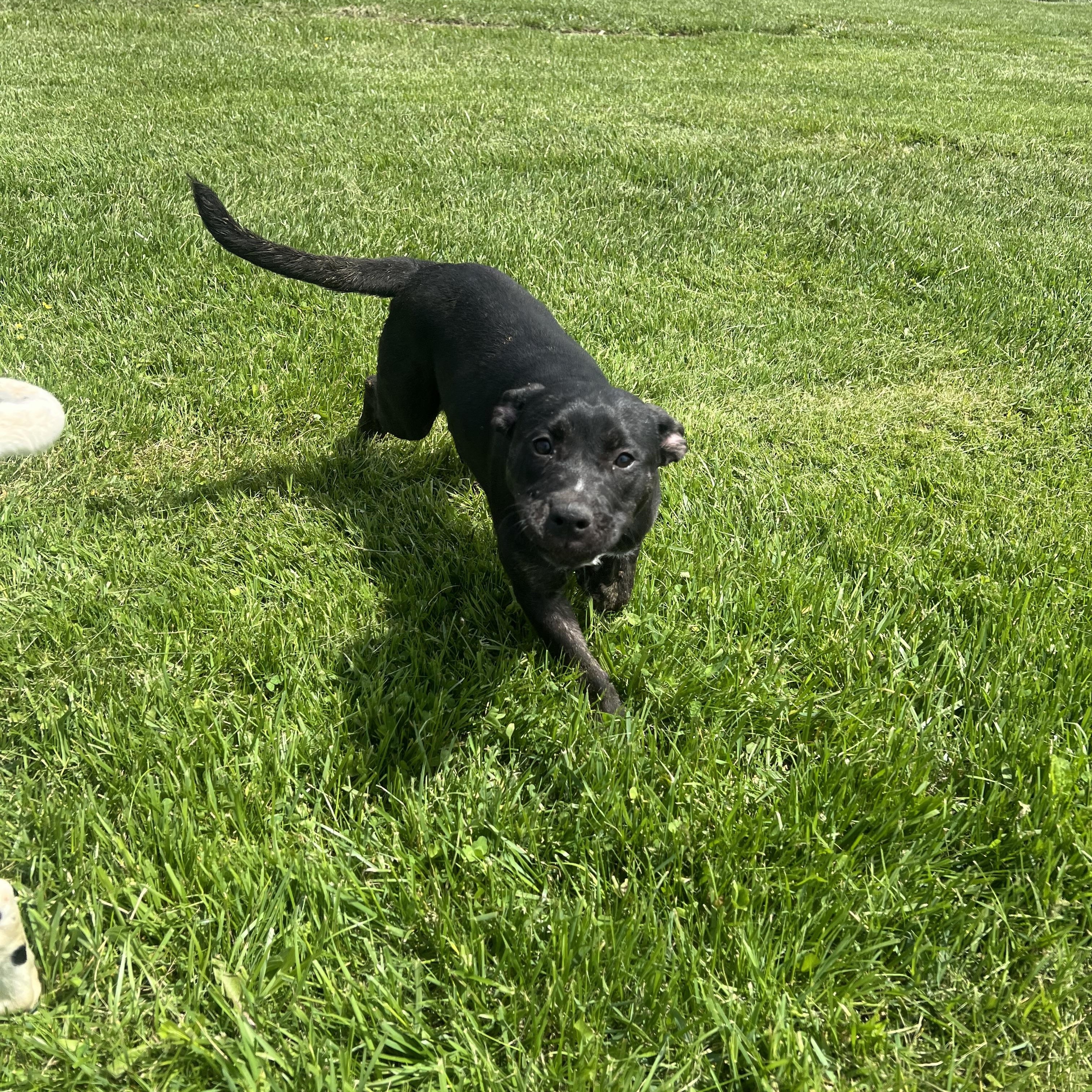 Deloris, a Adoptable mixed breed in Brazil, IN image 2/5