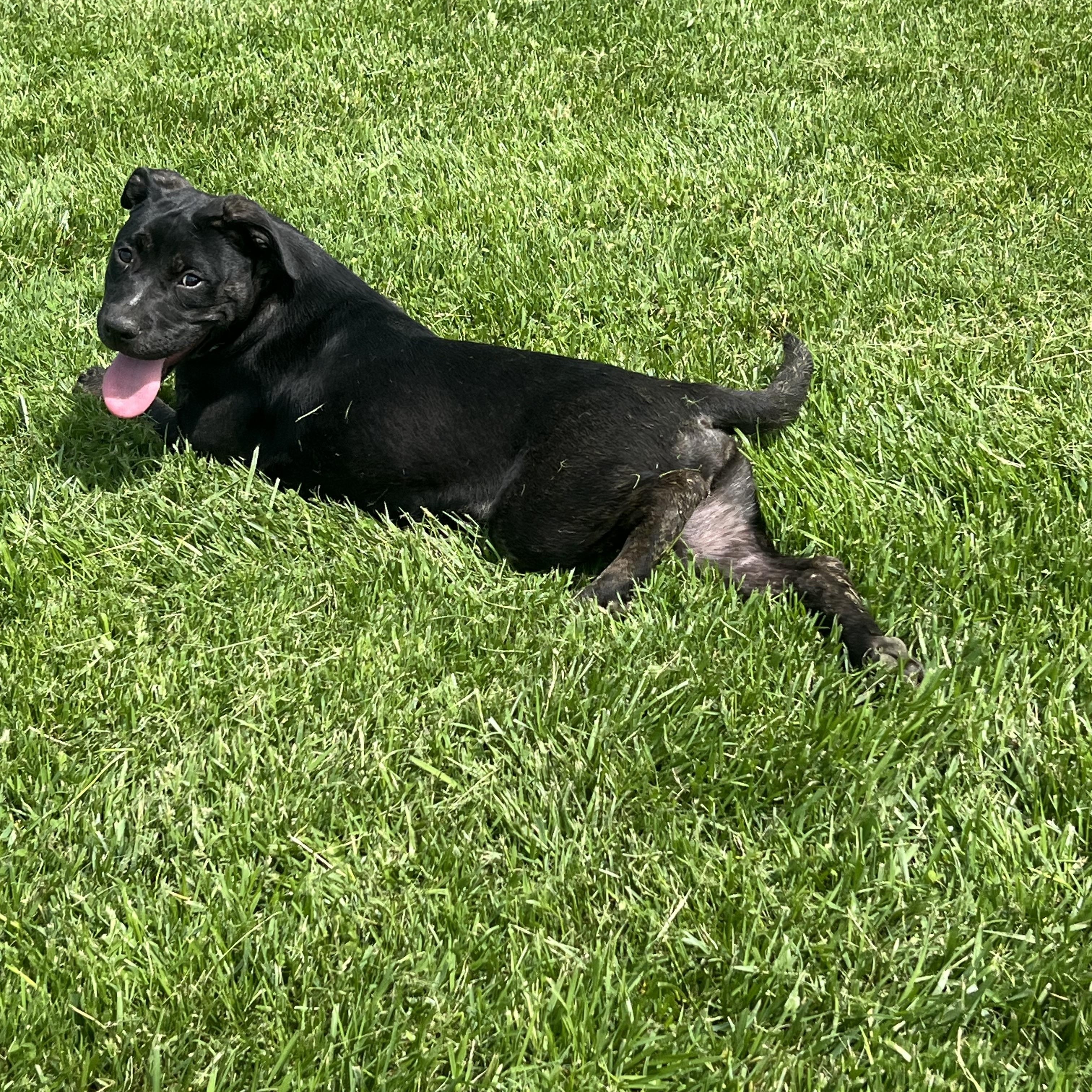 Deloris, a Adoptable mixed breed in Brazil, IN image 3/5