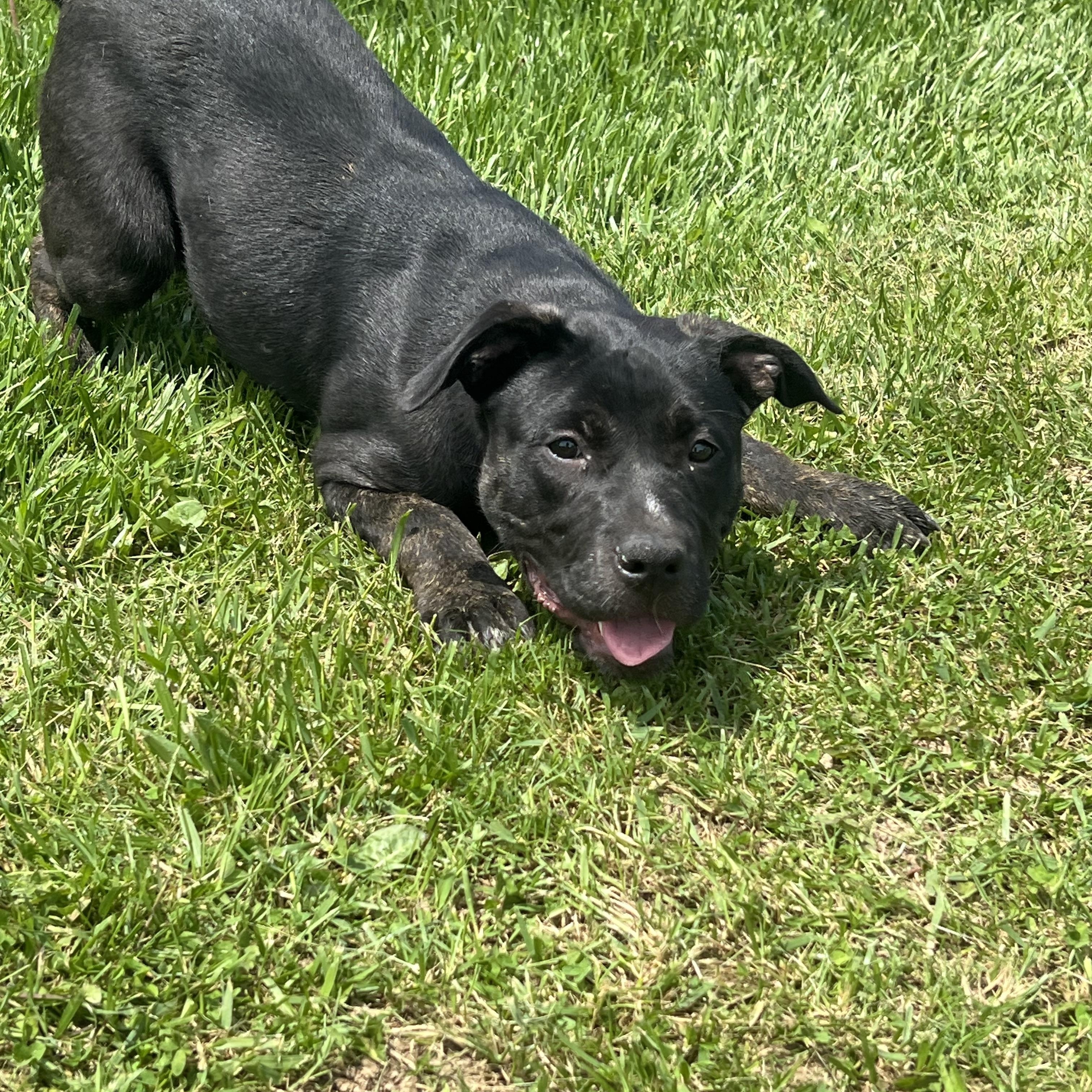 Deloris, a Adoptable mixed breed in Brazil, IN image 4/5