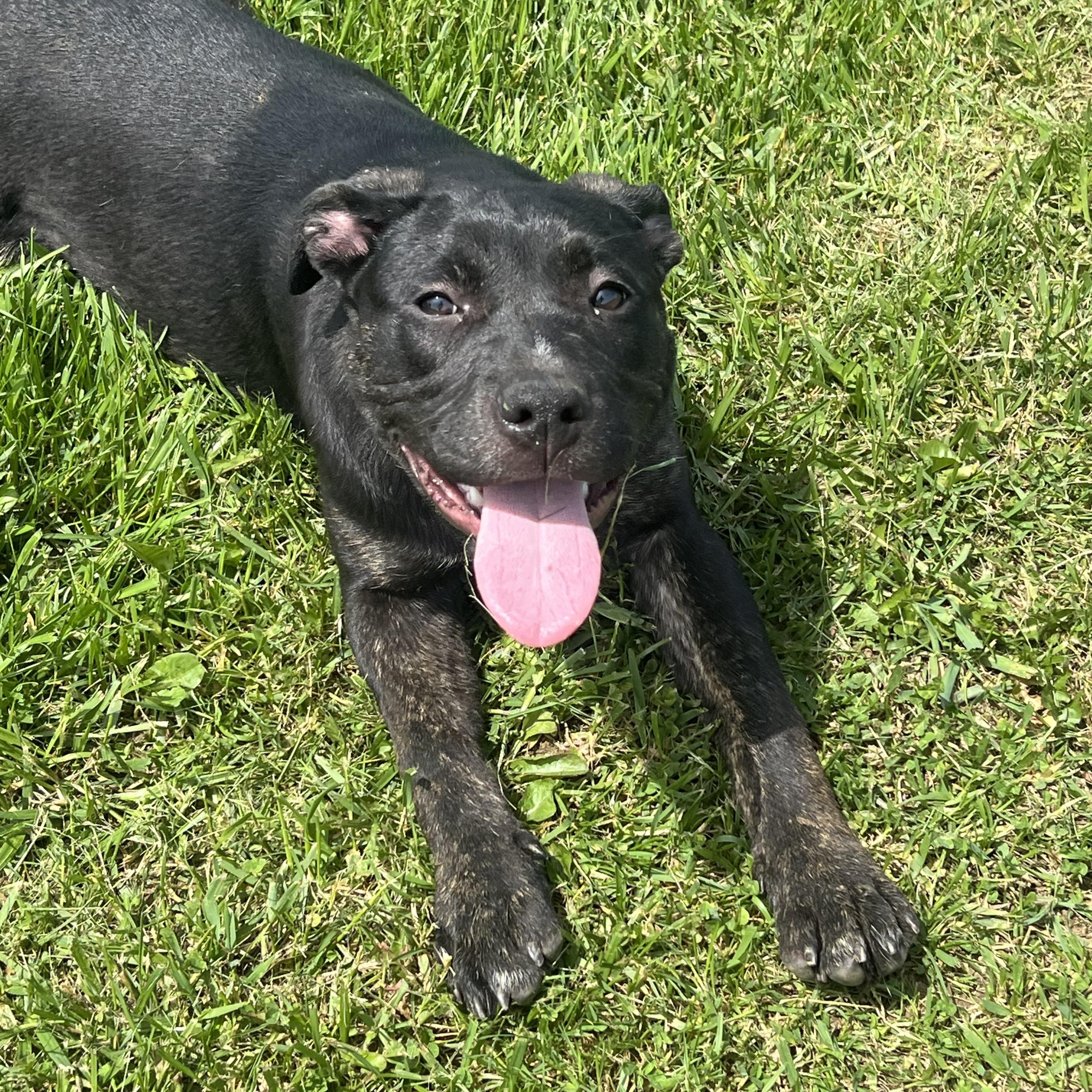 Deloris, a Adoptable mixed breed in Brazil, IN image 5/5