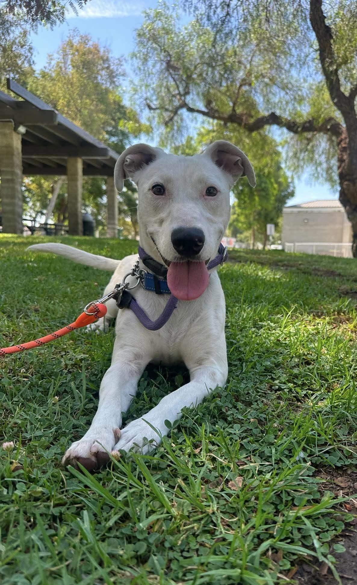 Oliver, Adoptable, Adult Male Labrador Retriever.