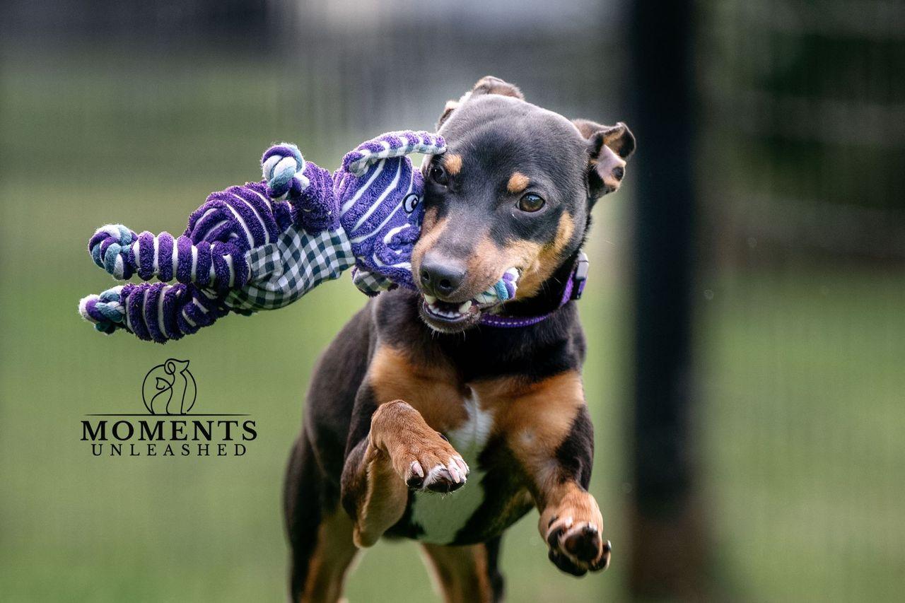 Enlarge Rahim, a ADOPTABLE Miniature Pinscher in Myakka City, FL image 5/5