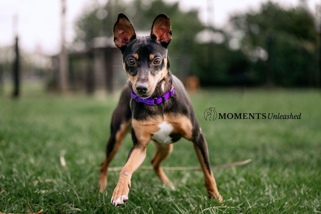 Enlarge Rahim, a ADOPTABLE Miniature Pinscher in Myakka City, FL image 2/5