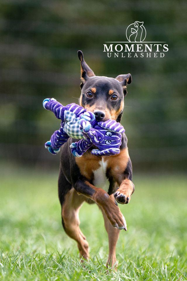 Enlarge Rahim, a ADOPTABLE Miniature Pinscher in Myakka City, FL image 4/5